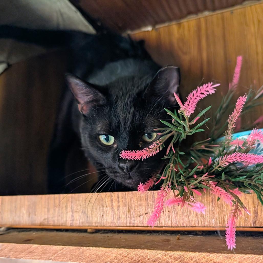 Mackie, a Adoptable Domestic Short Hair in Washoe Valley, NV image 3/5