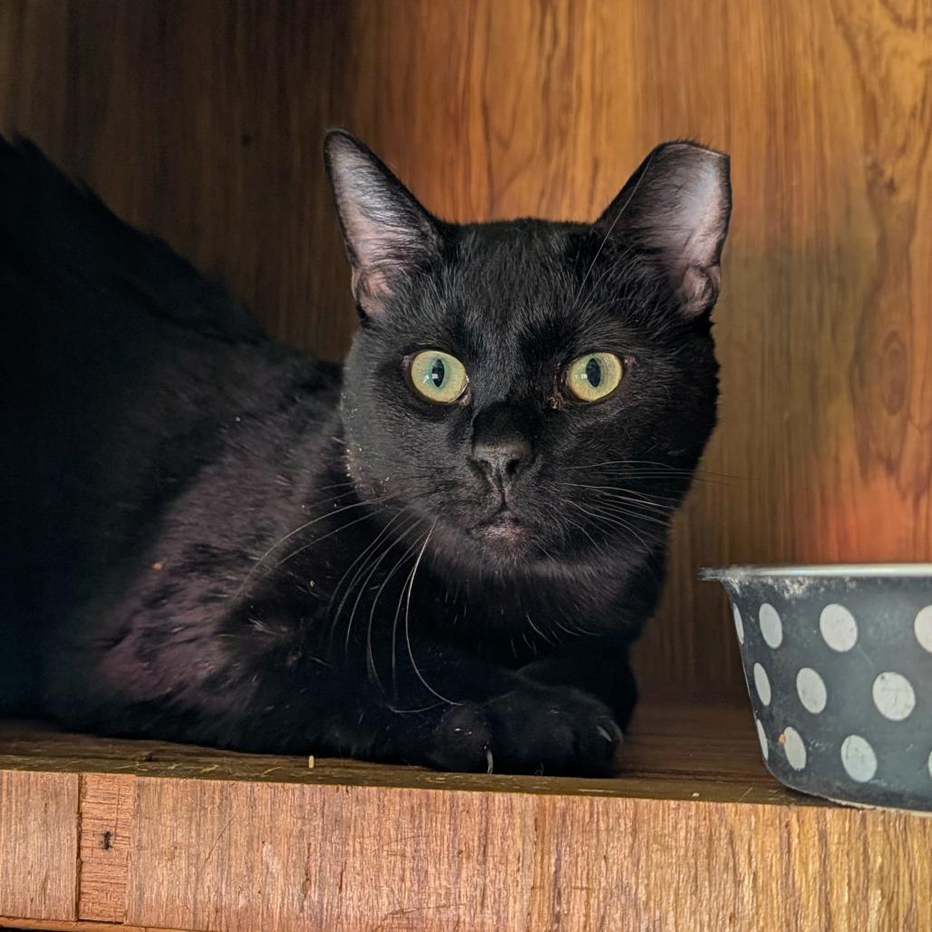 Mackie, a Adoptable Domestic Short Hair in Washoe Valley, NV image 4/5