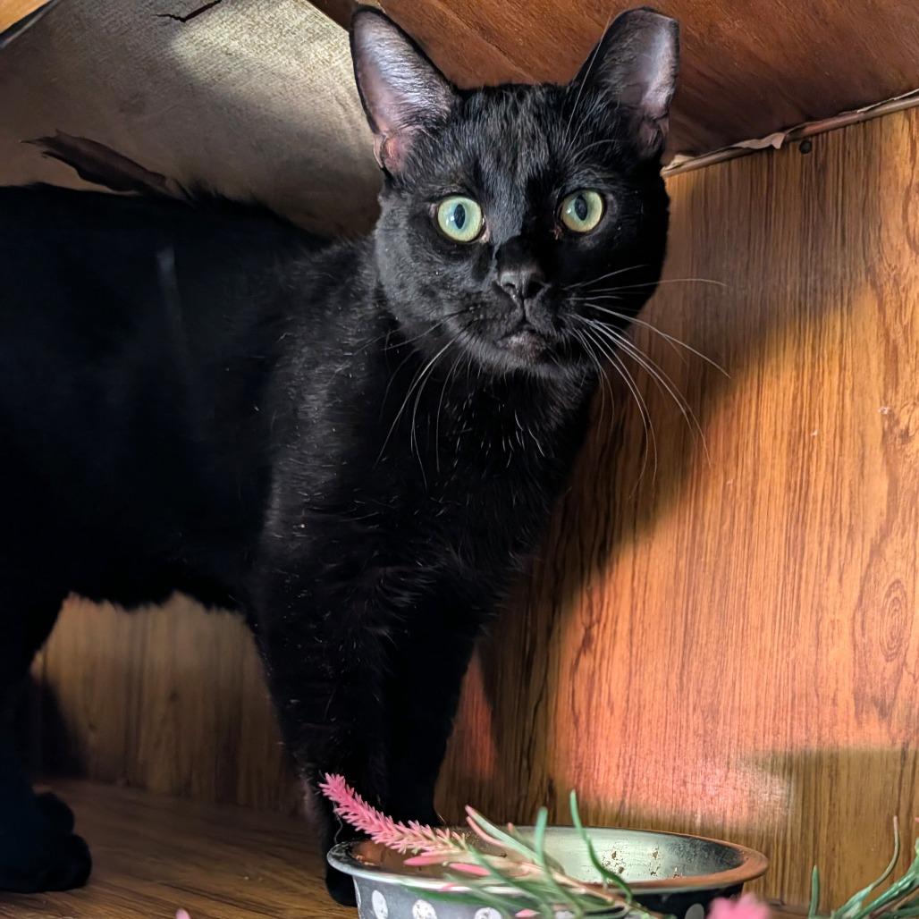 Mackie, a Adoptable Domestic Short Hair in Washoe Valley, NV image 5/5