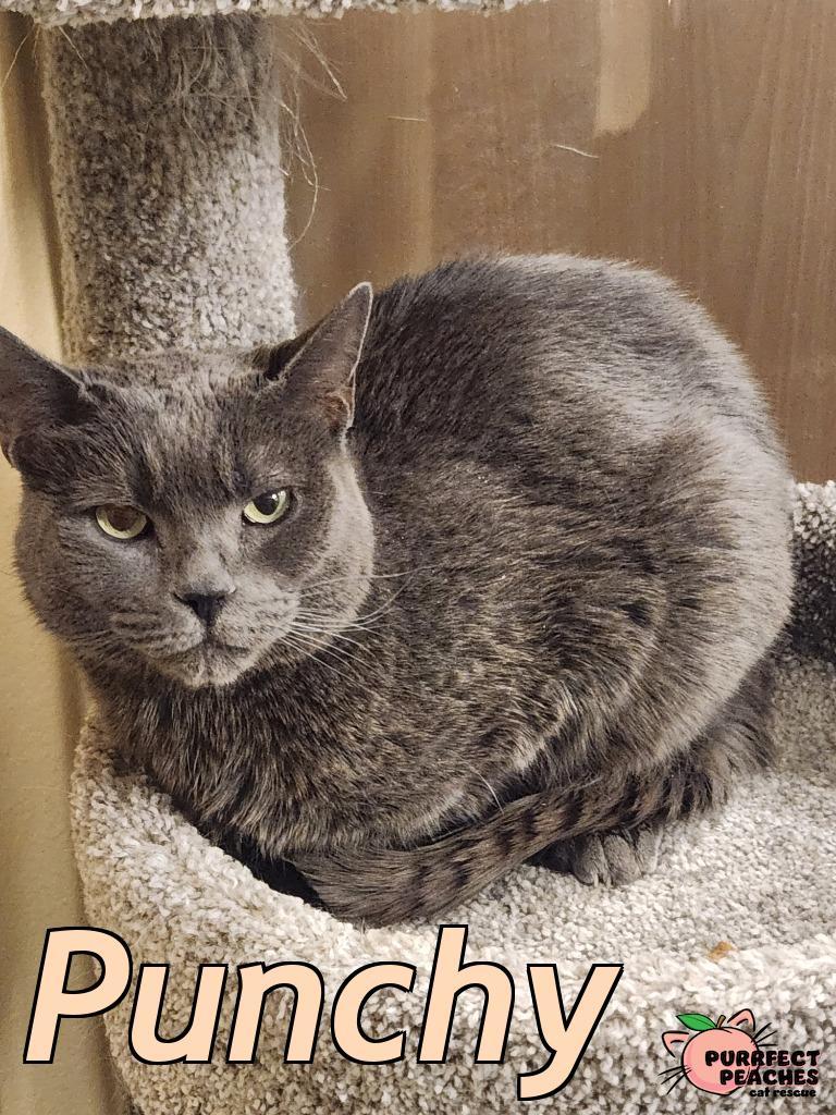 Punchy, Adoptable, Adult Female Russian Blue & Domestic Short Hair.