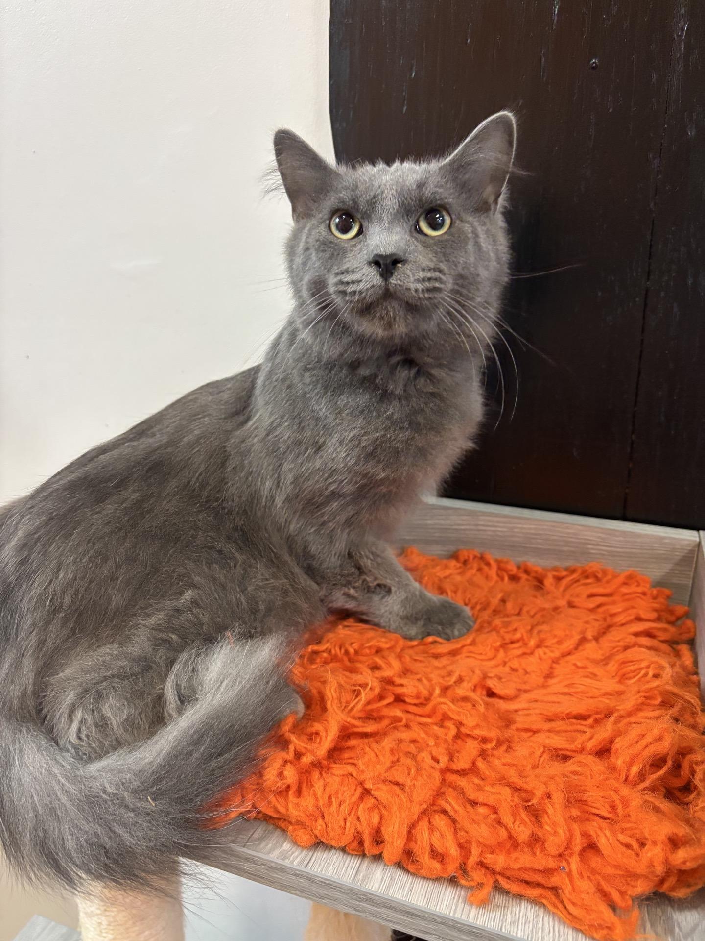Logan @ Fat Cat Cafe, ADOPTABLE, Kitten Male Domestic Medium Hair.
