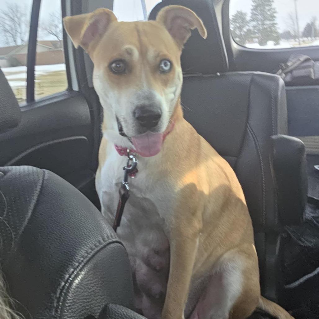 Enlarge Gypsy, a Adoptable Mixed Breed in Lima, OH image 3/4