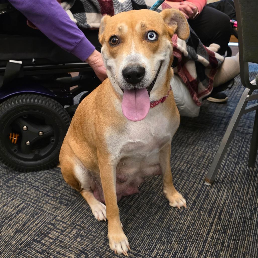 Enlarge Gypsy, a Adoptable Mixed Breed in Lima, OH image 4/4