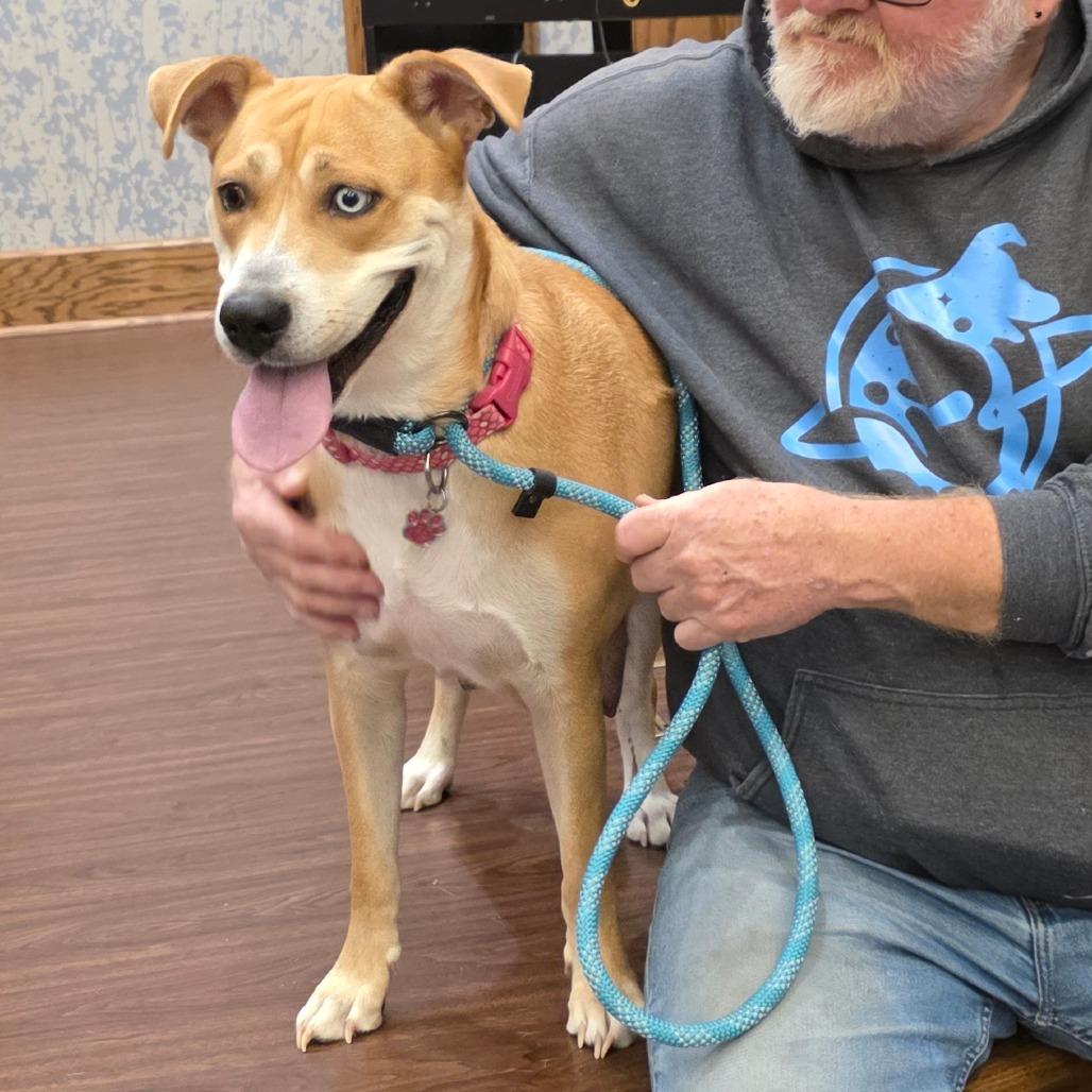Gypsy, Adoptable, Adult Female Mixed Breed.