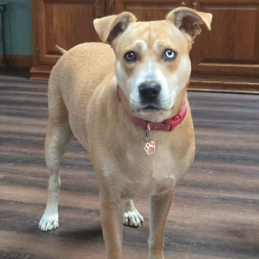 Enlarge Gypsy, a Adoptable Mixed Breed in Lima, OH image 2/4
