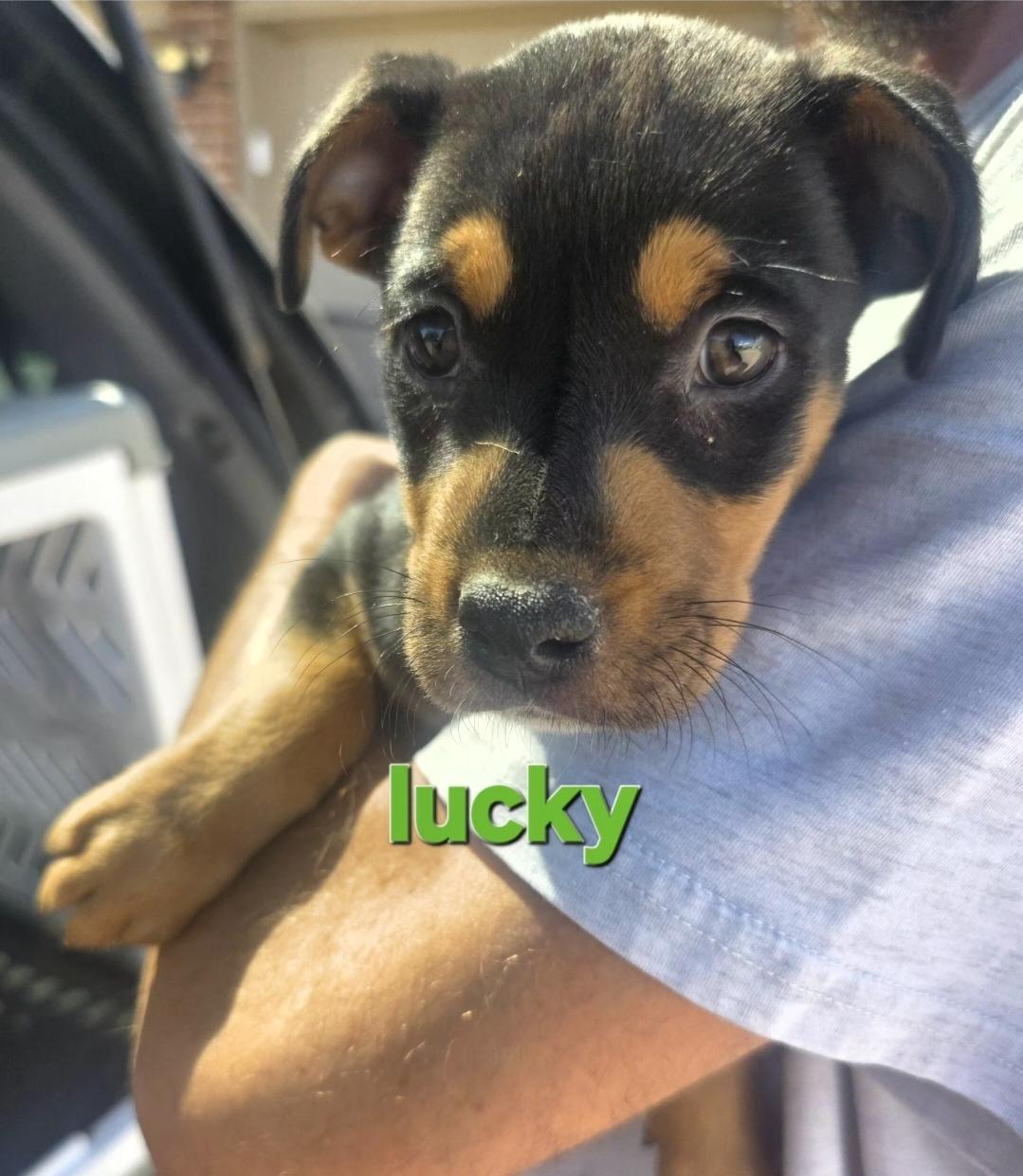 Lucky, adopted, Puppy Female Coonhound.