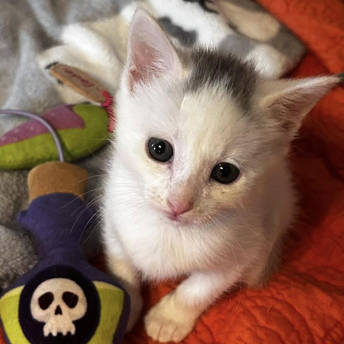 Ilene, adopted, Kitten Female Domestic Short Hair.