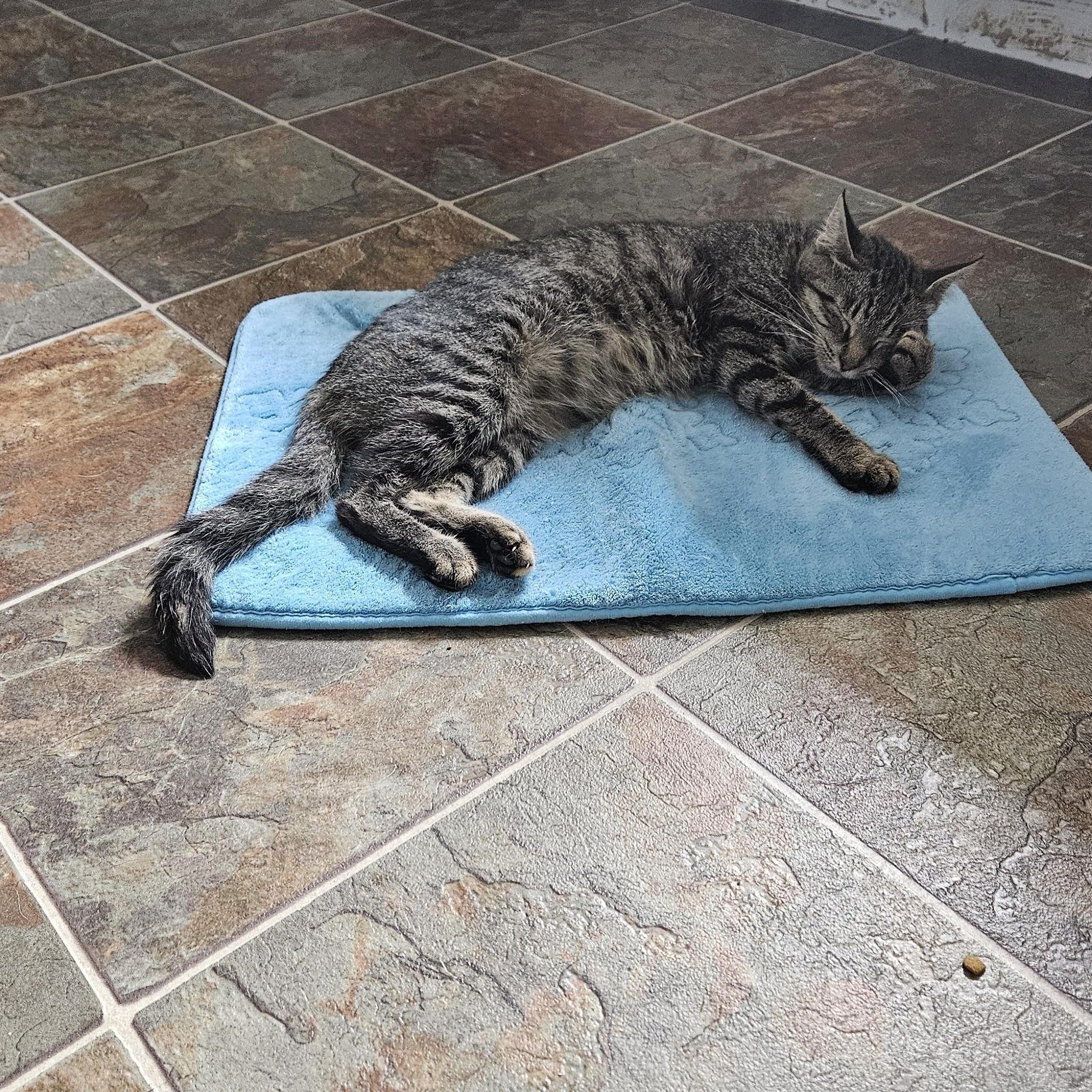 Enlarge Betty Boop, a ADOPTABLE Domestic Short Hair in Brockport, NY image 2/5