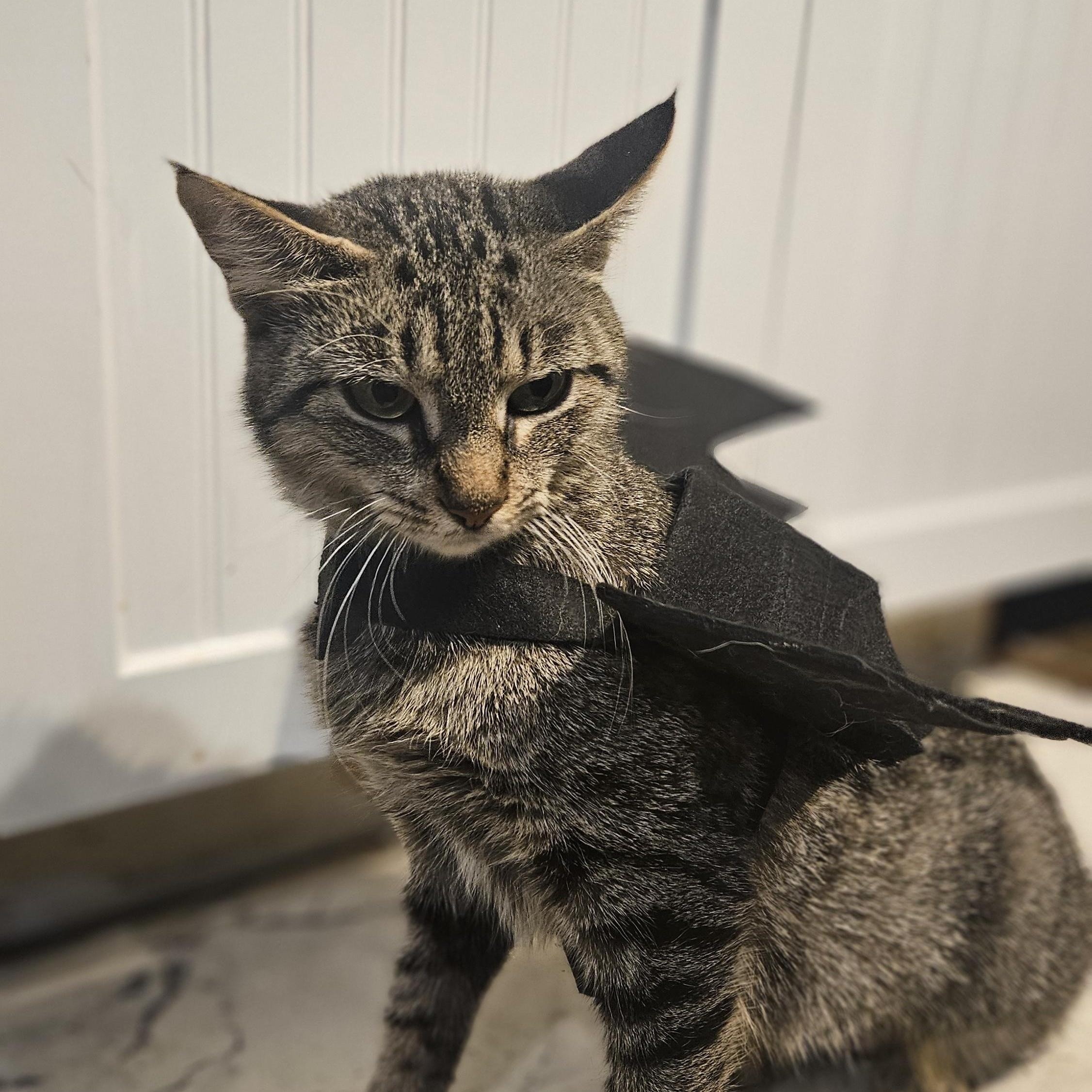 Enlarge Betty Boop, a ADOPTABLE Domestic Short Hair in Brockport, NY image 5/5