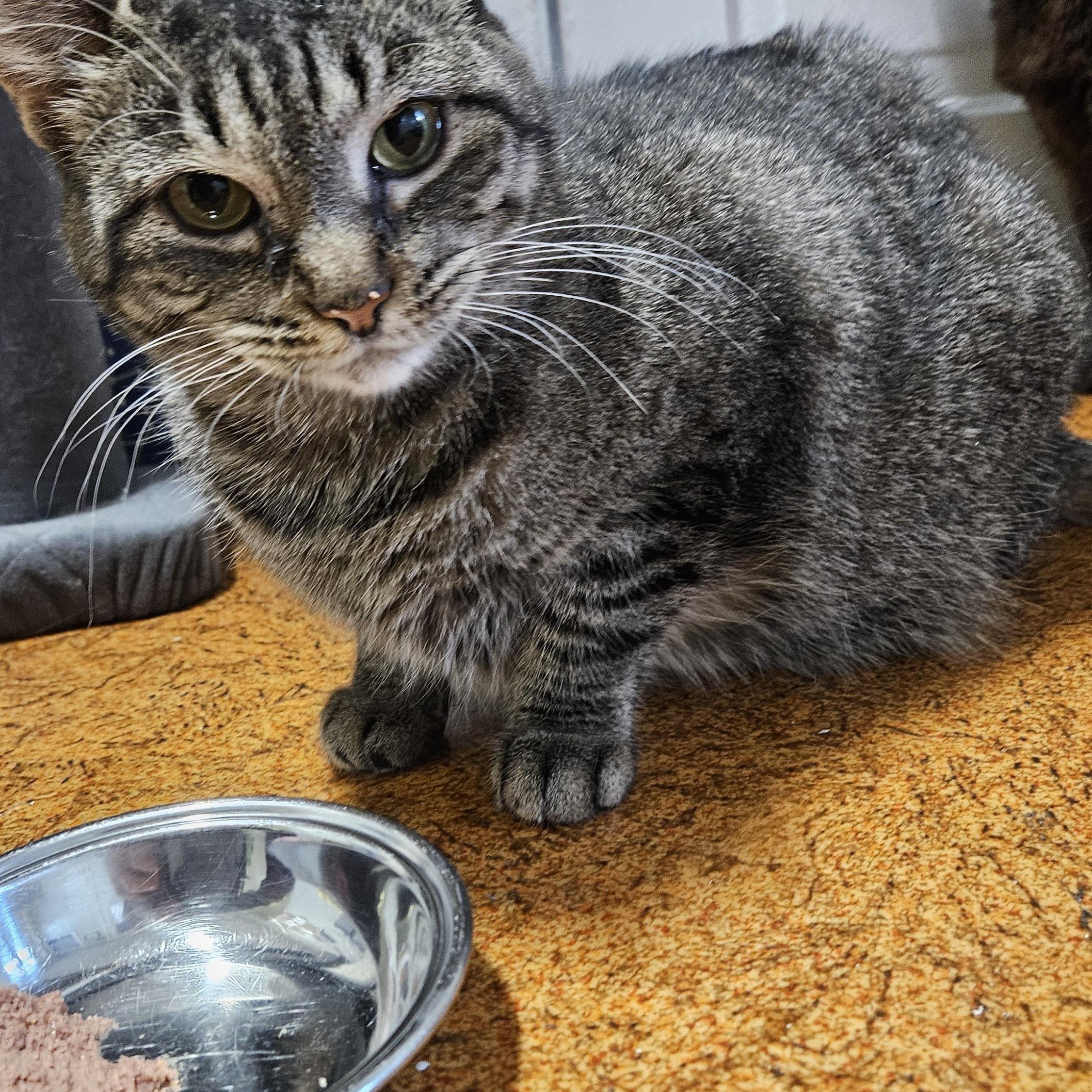 Betty Boop, ADOPTABLE, Adult Female Domestic Short Hair.