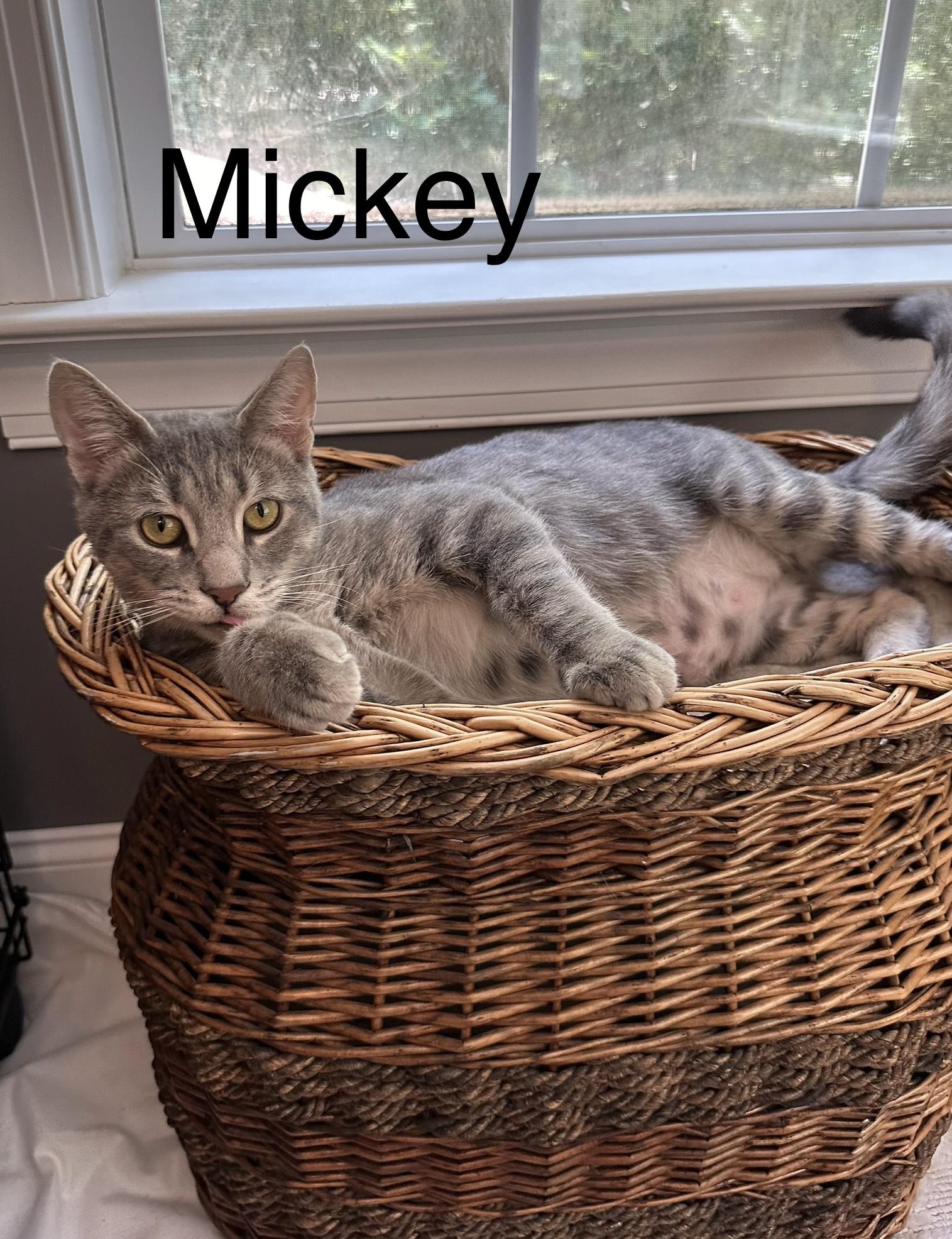 Mickey Adult Gray Cat