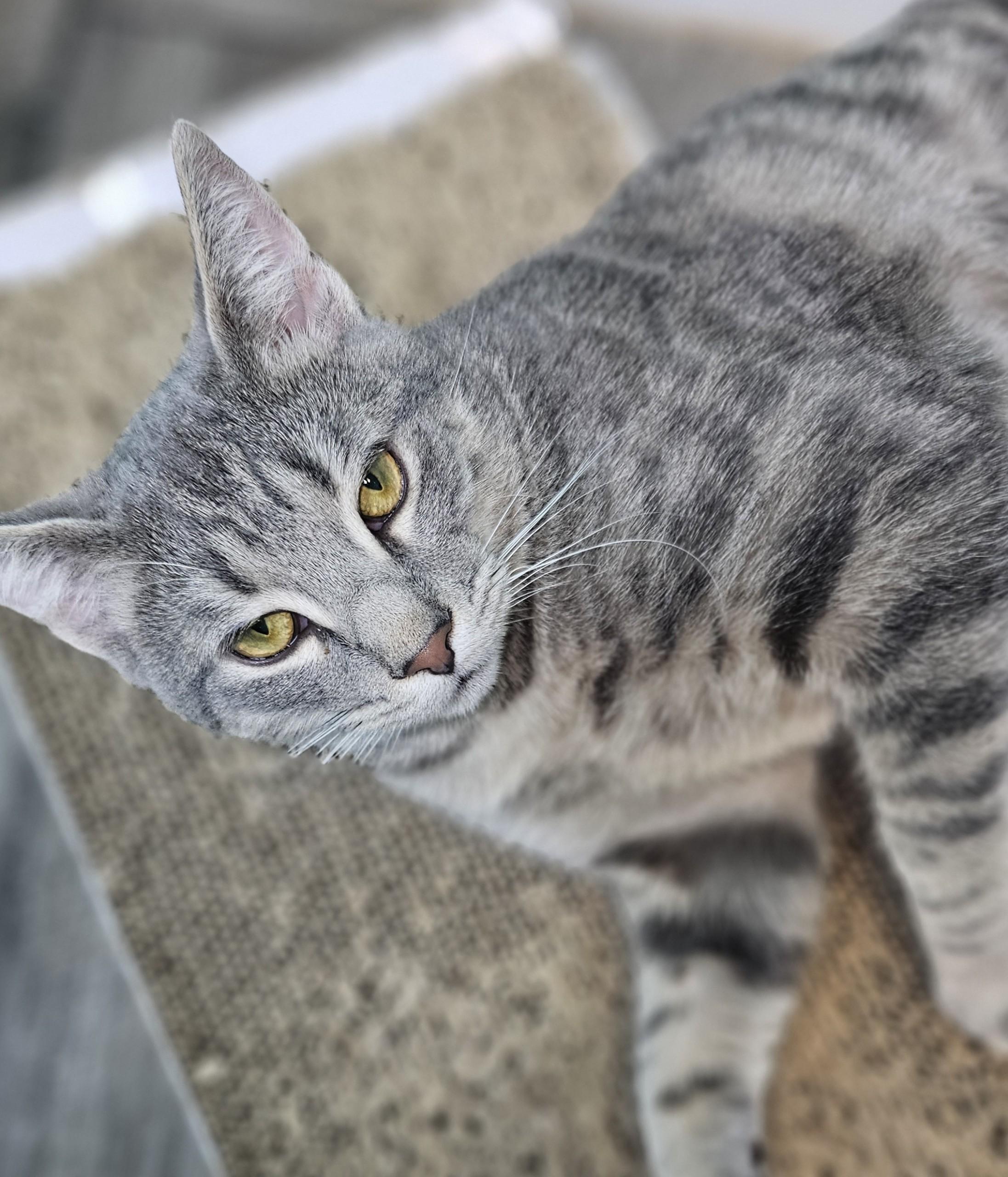 Mickey Adult Gray Cat