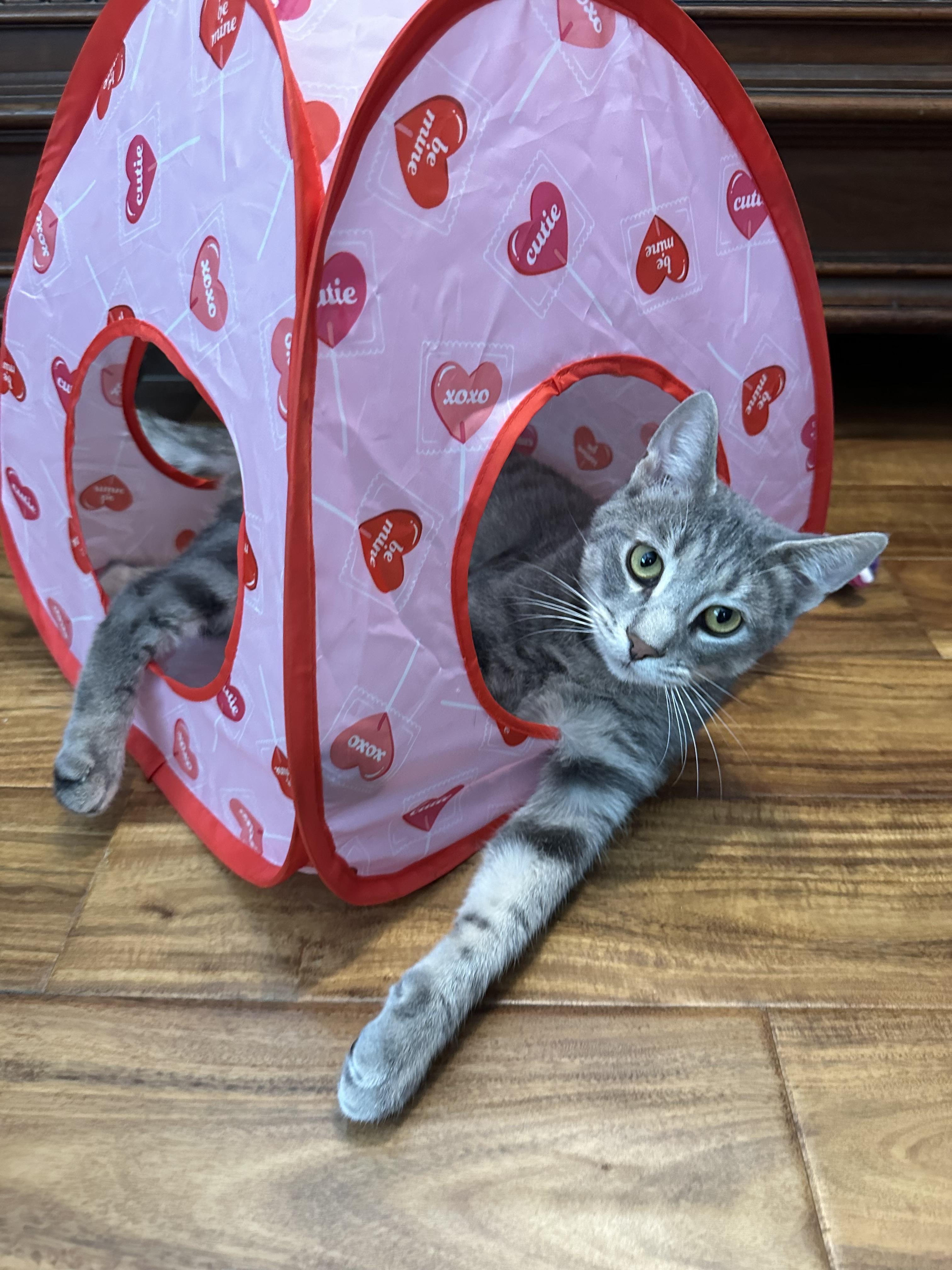 Mickey Adult Gray Cat