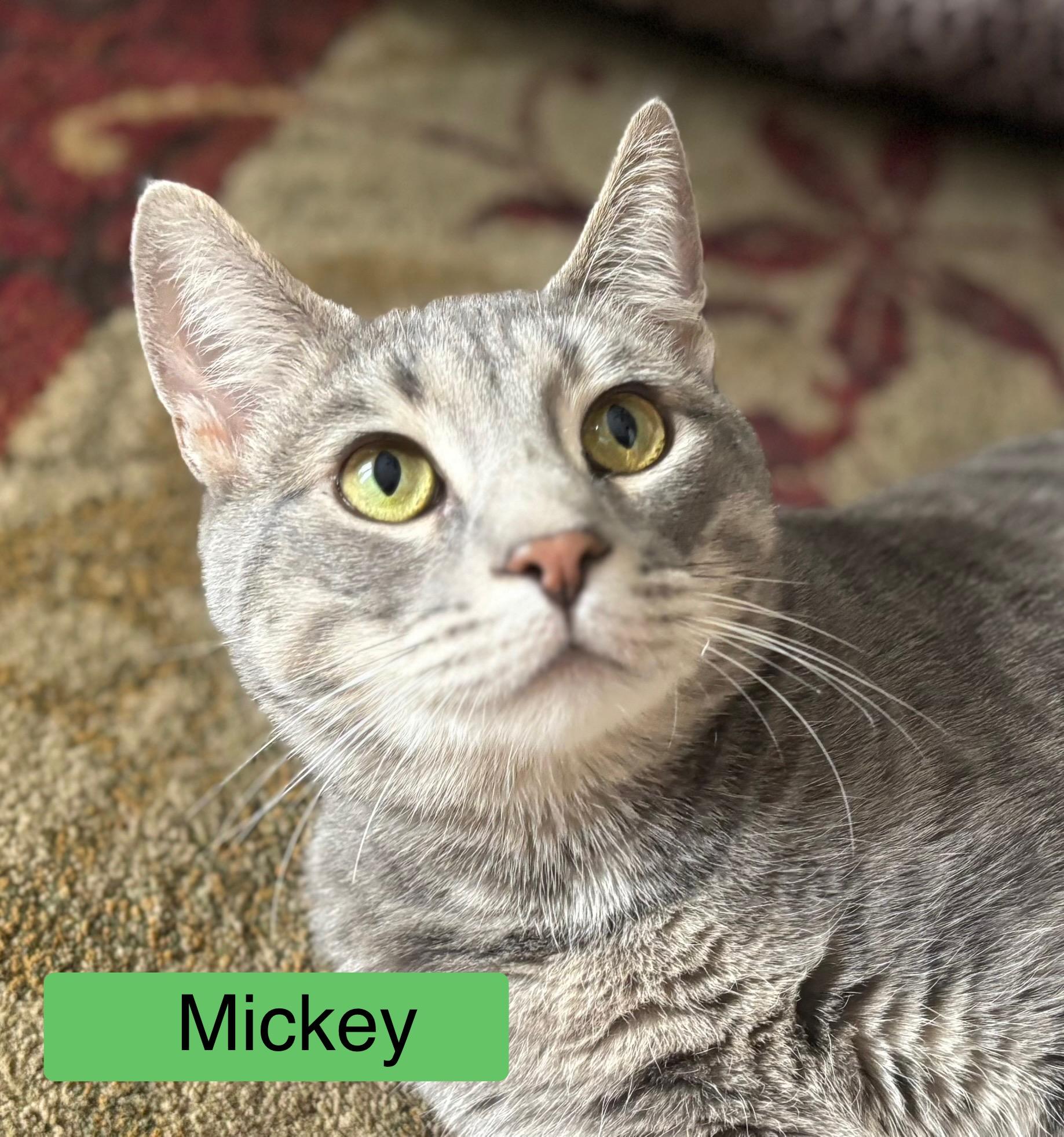 Mickey Adult Gray Cat