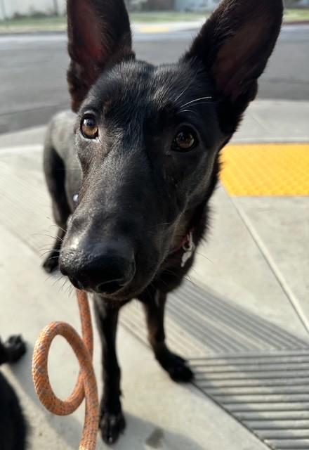 Rachel, ADOPTABLE, Young Female German Shepherd Dog & Belgian Shepherd / Malinois.