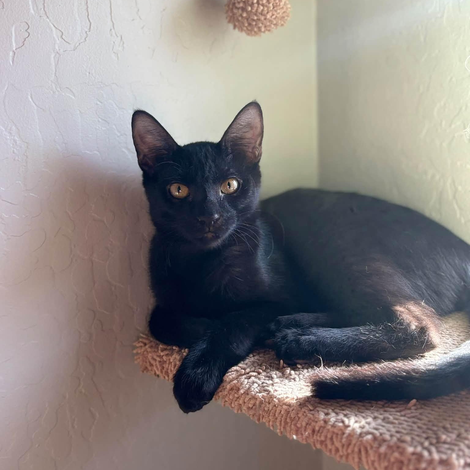 Enlarge Cinna (Bonded with Rue), a Adoptable Domestic Short Hair in Queen Creek, AZ image 4/6
