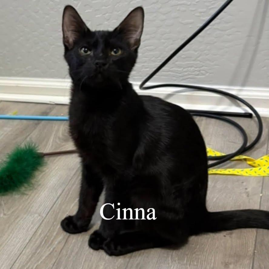 Cinna (Bonded with Rue), Adoptable, Kitten Male Domestic Short Hair.