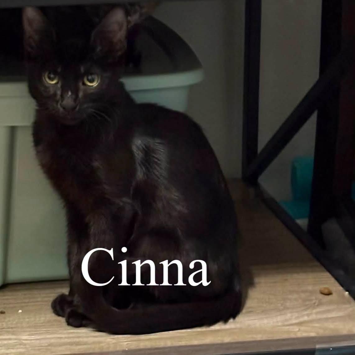 Enlarge Cinna (Bonded with Rue), a Adoptable Domestic Short Hair in Queen Creek, AZ image 2/6