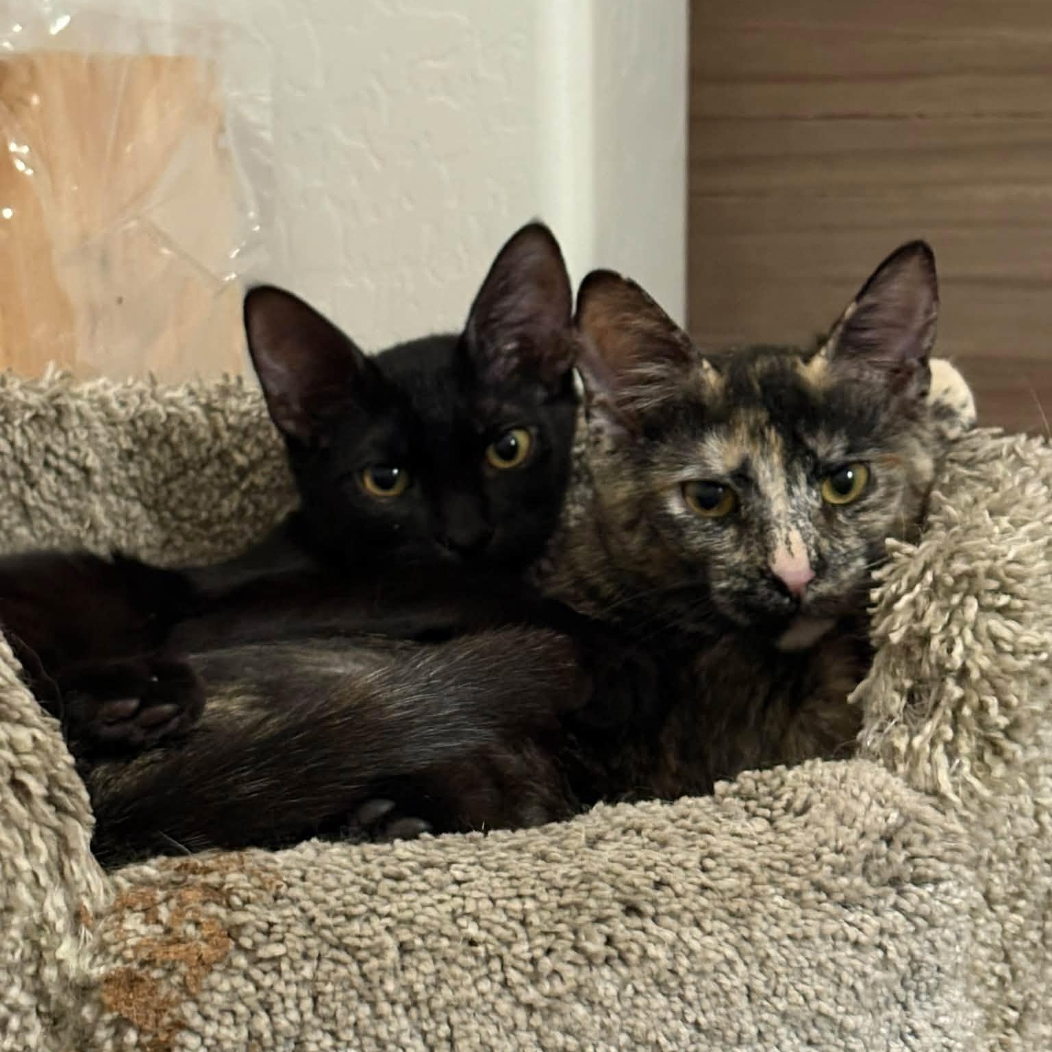 Enlarge Cinna (Bonded with Rue), a Adoptable Domestic Short Hair in Queen Creek, AZ image 5/6