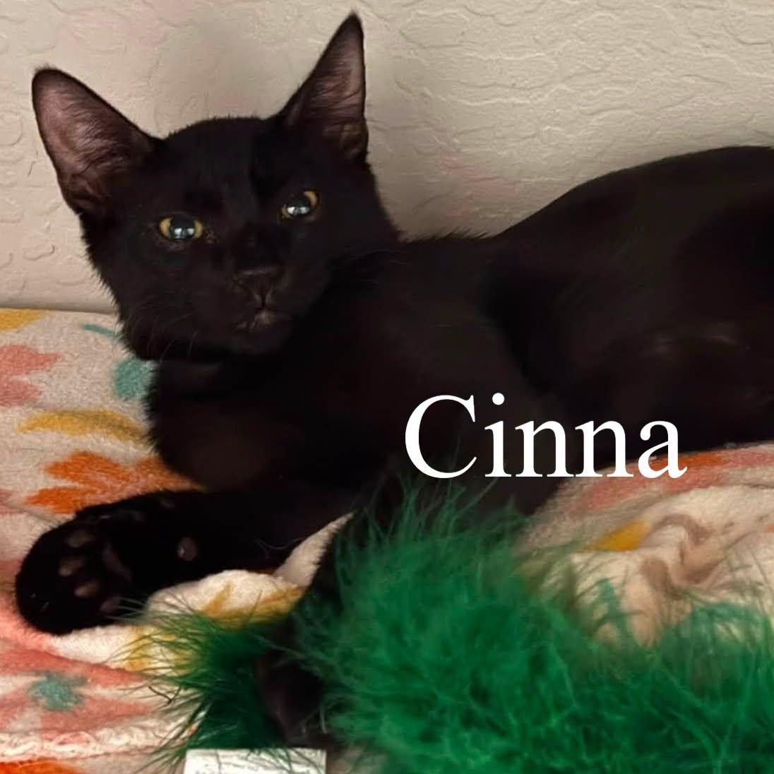 Enlarge Cinna (Bonded with Rue), a Adoptable Domestic Short Hair in Queen Creek, AZ image 3/6