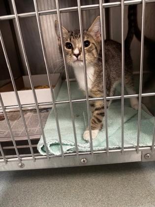 Enlarge Stryper, an adopted mixed breed in Clayton, GA image 1/1