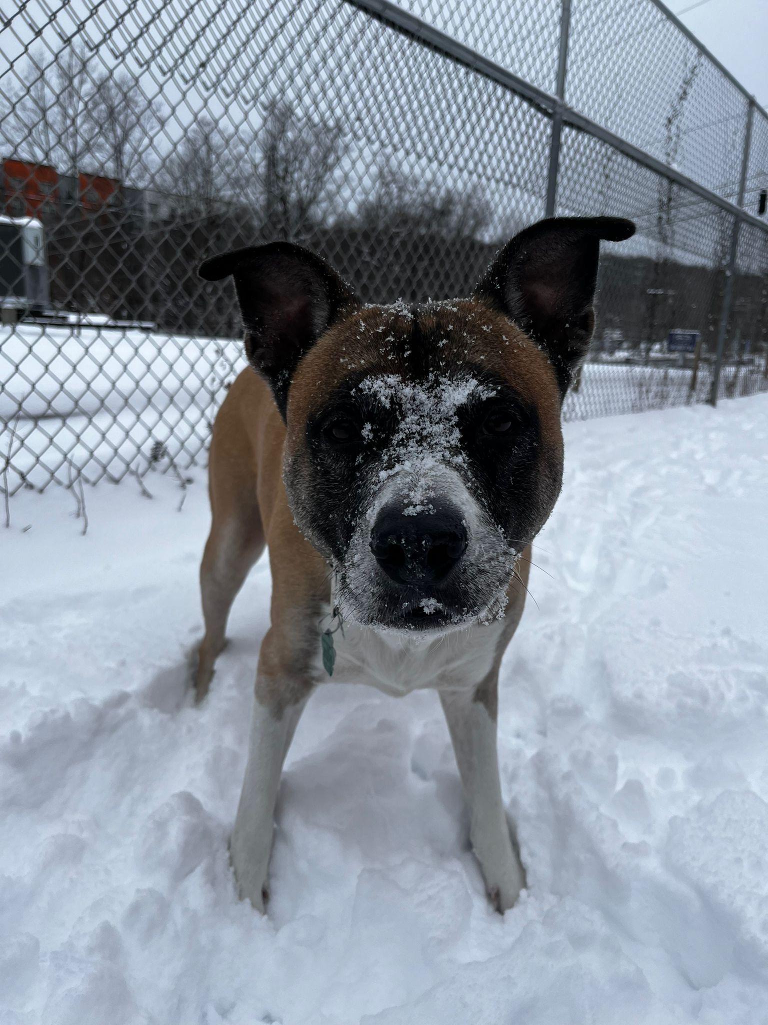 Enlarge Duke, an adopted mixed breed in Norwalk, CT image 6/6