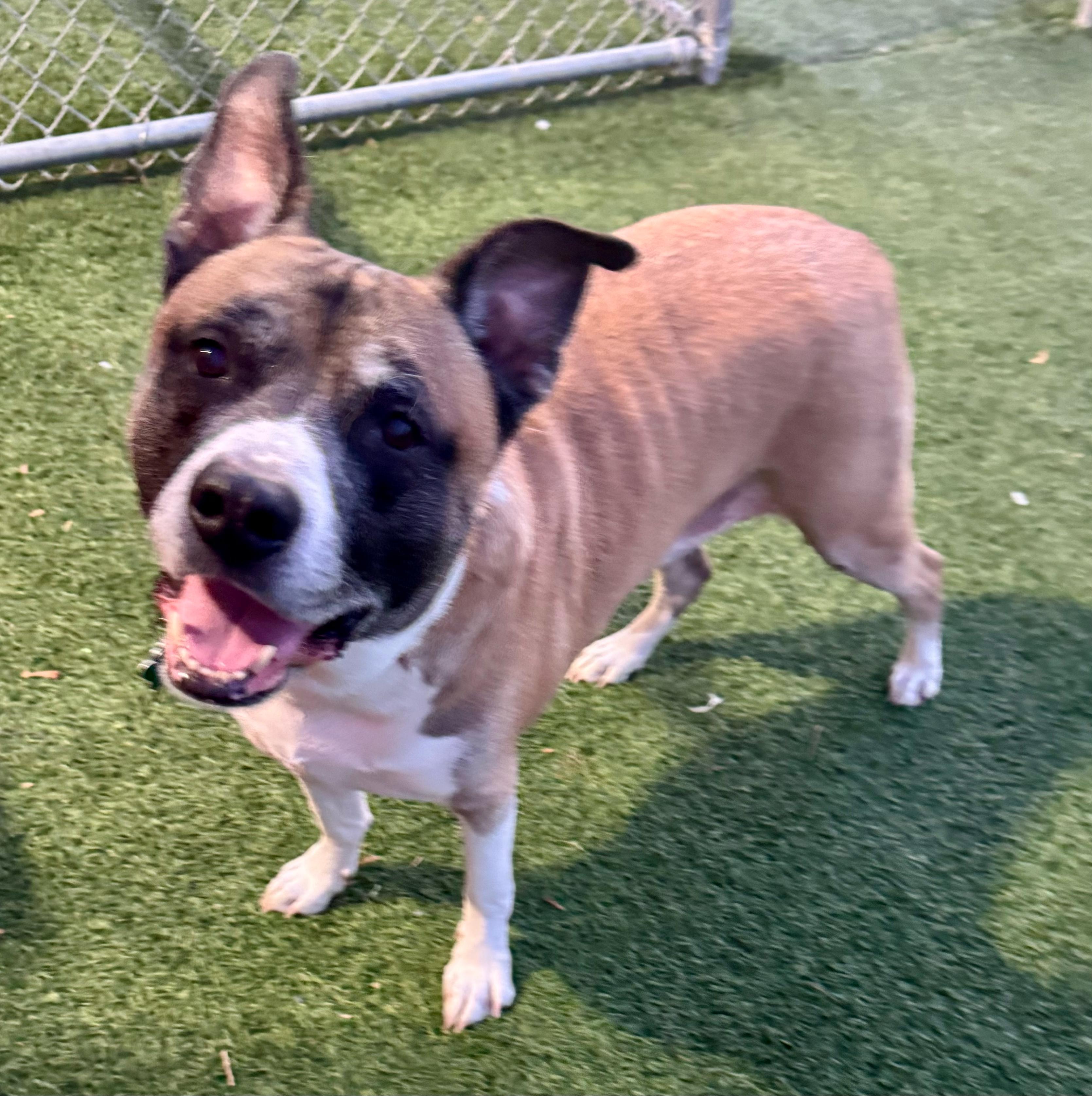 Enlarge Duke, an adopted mixed breed in Norwalk, CT image 3/6