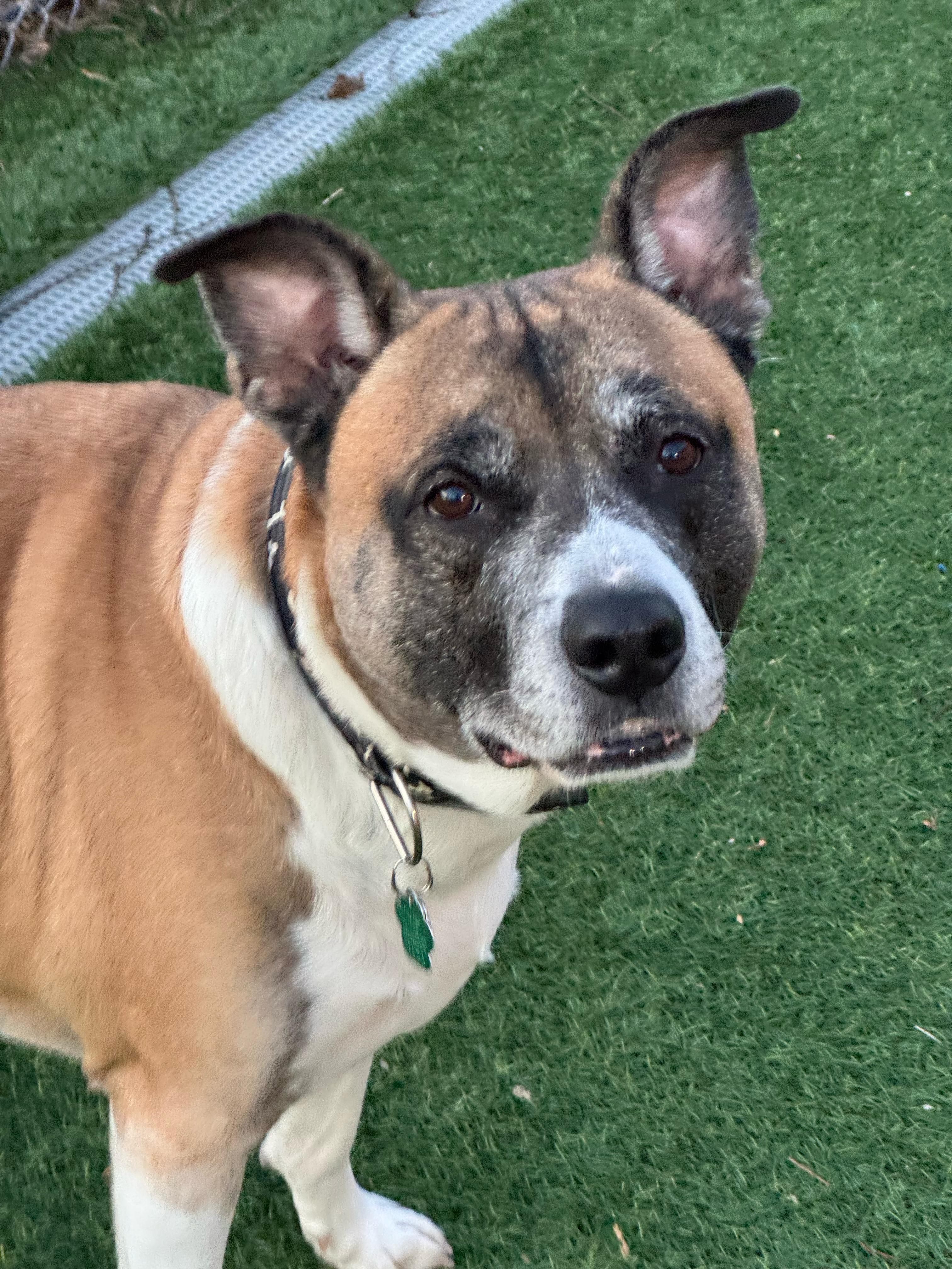 Enlarge Duke, an adopted mixed breed in Norwalk, CT image 5/6