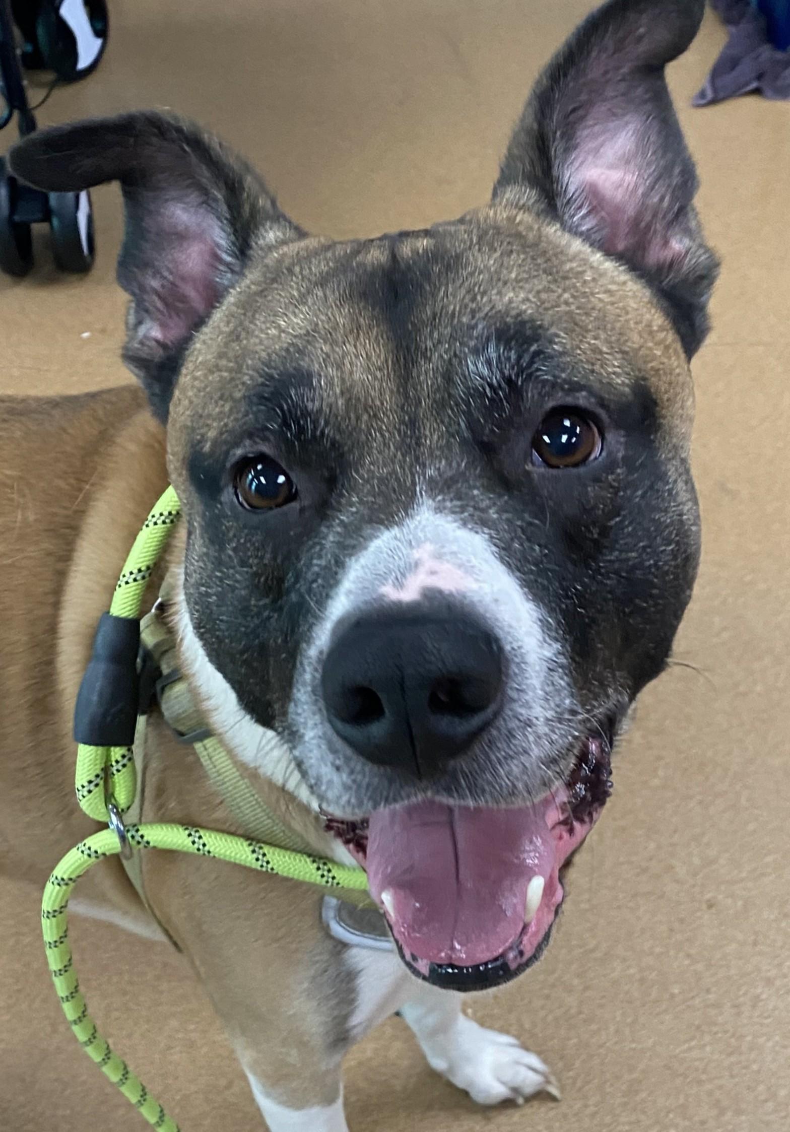 Enlarge Duke, an adopted mixed breed in Norwalk, CT image 2/6