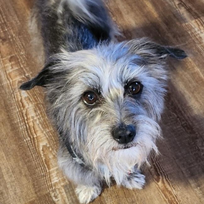 Enlarge Pepper, a Adopted mixed breed in Mesquite, NV image 2/2