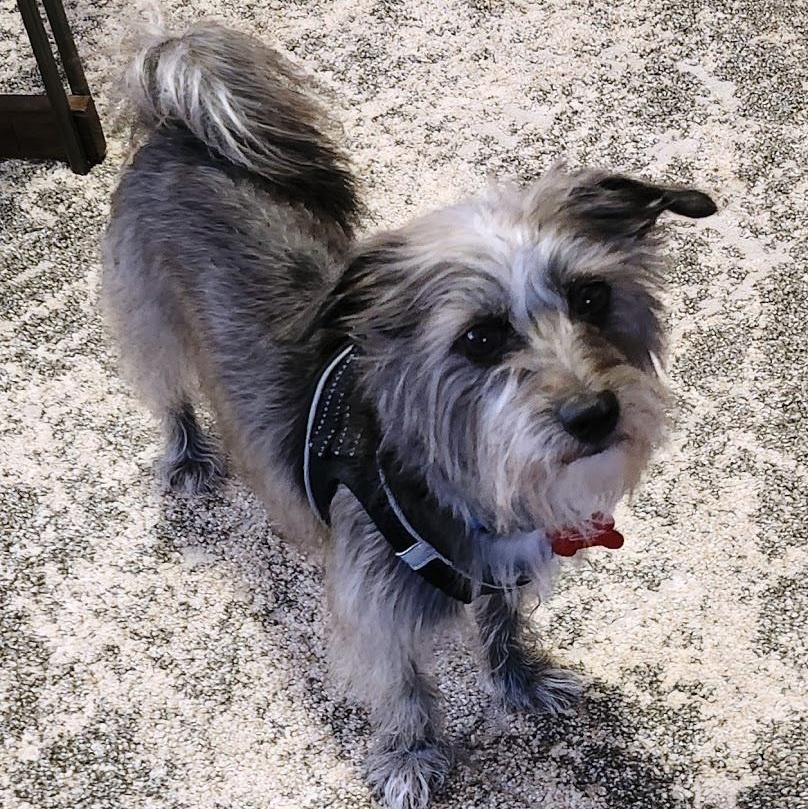 Pepper, Adopted, Adult Female Yorkshire Terrier & Dachshund.