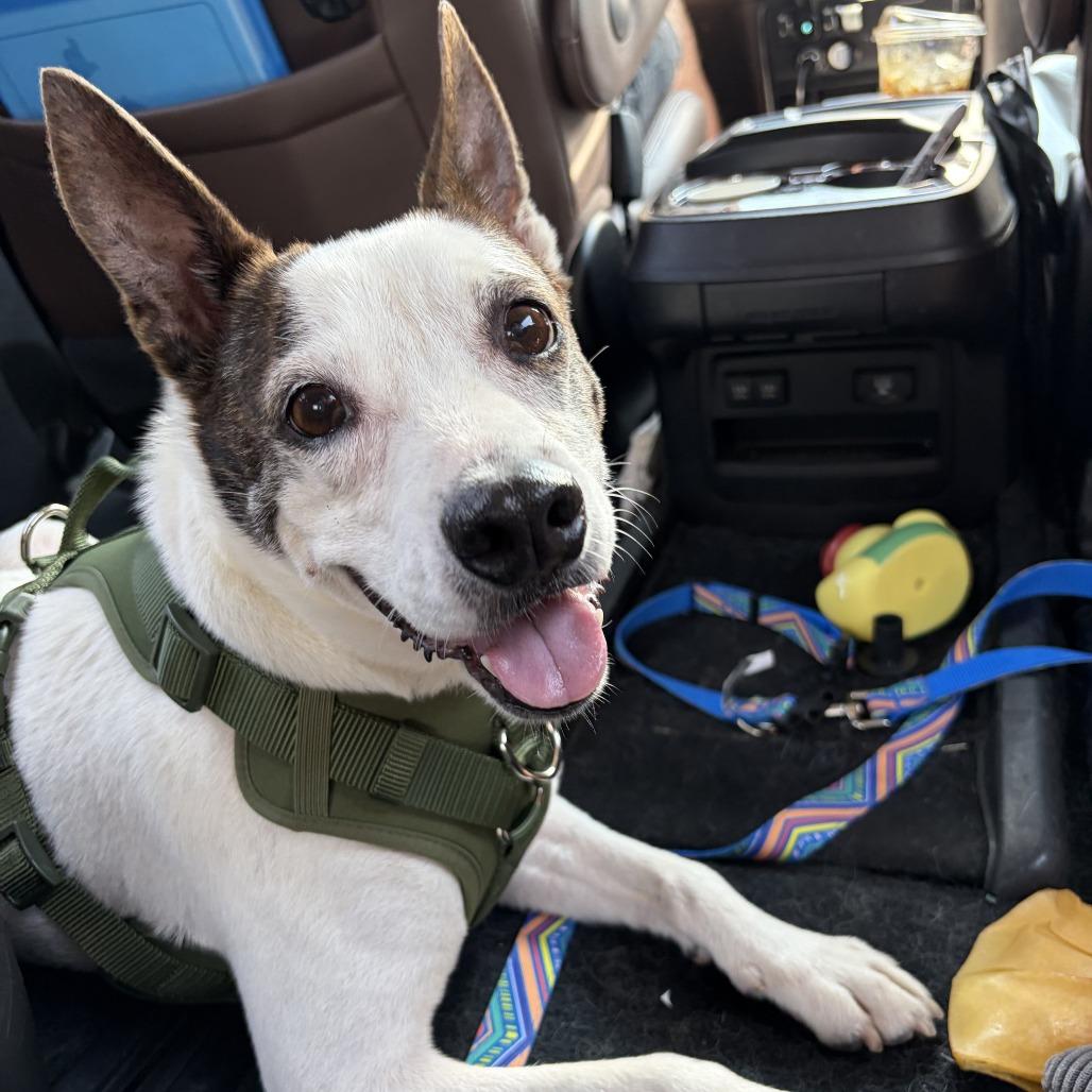 Enlarge Brayden, a Adoptable mixed breed in Tomball, TX image 1/4
