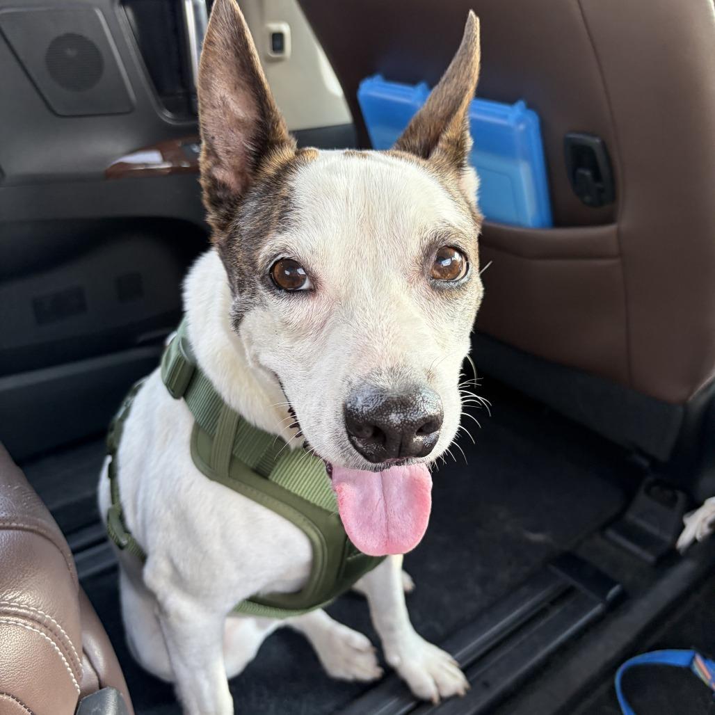 Enlarge Brayden, a Adoptable mixed breed in Tomball, TX image 2/4