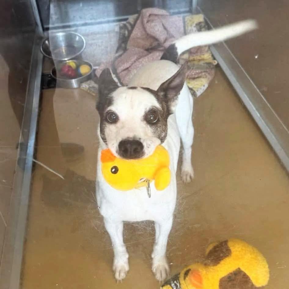 Enlarge Brayden, a Adoptable mixed breed in Tomball, TX image 3/4
