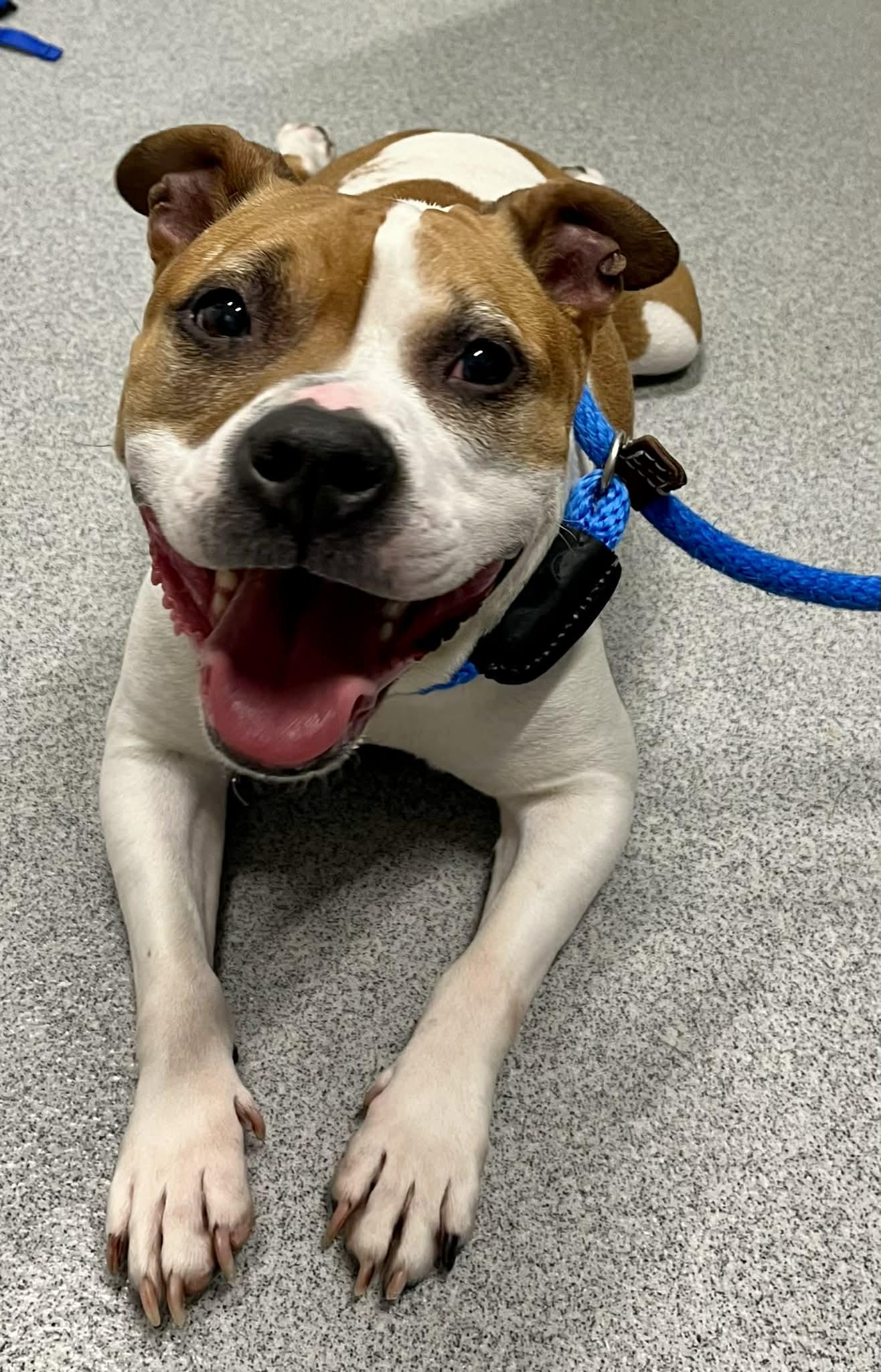 Baby, Adoptable, Adult Female Mixed Breed.
