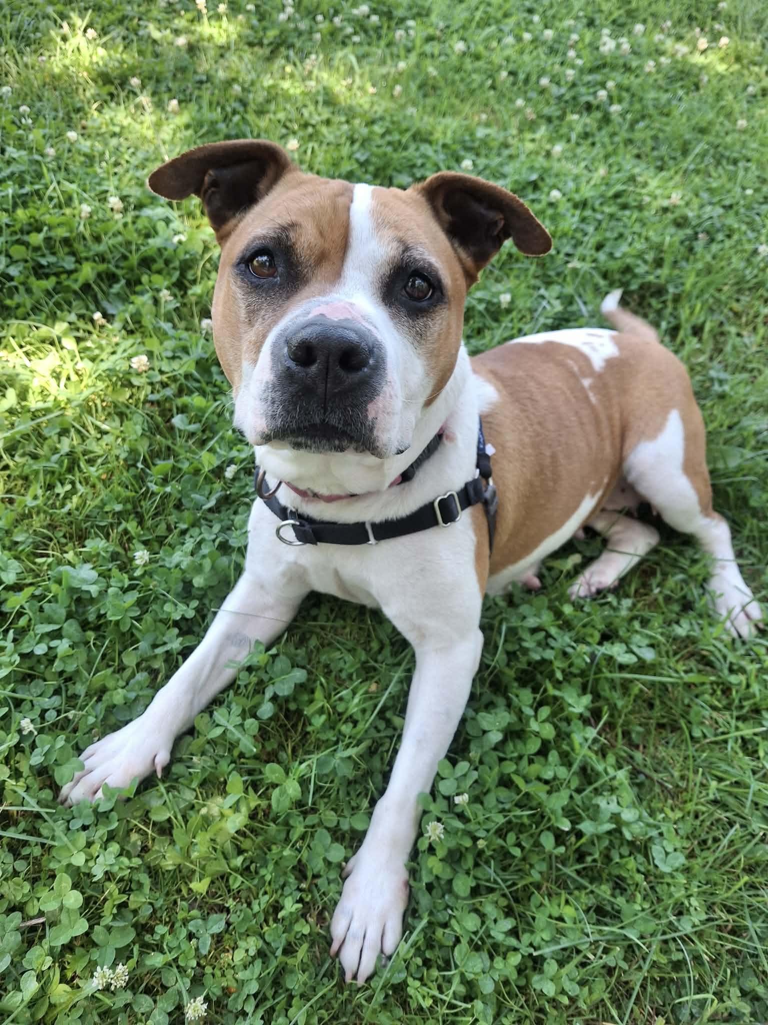 Baby, Adoptable, Adult Female Mixed Breed.