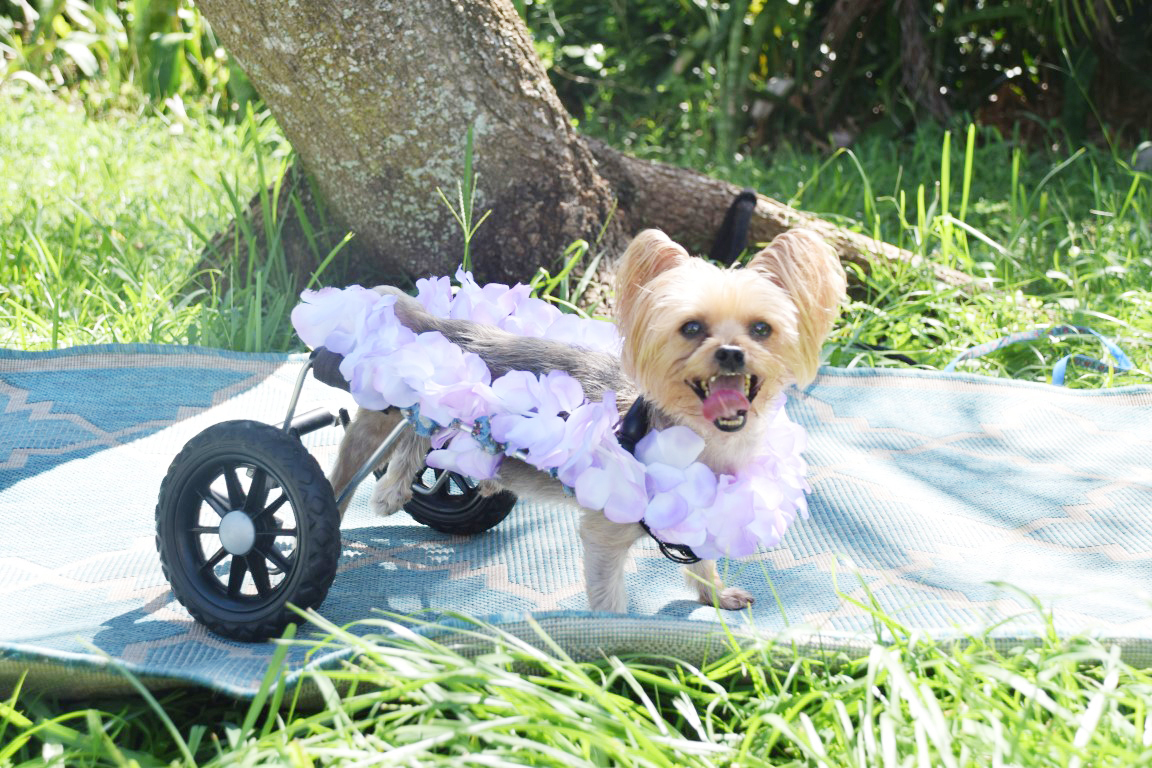 Harrison, a Adoptable Yorkshire Terrier in Hollywood, FL image 4/10