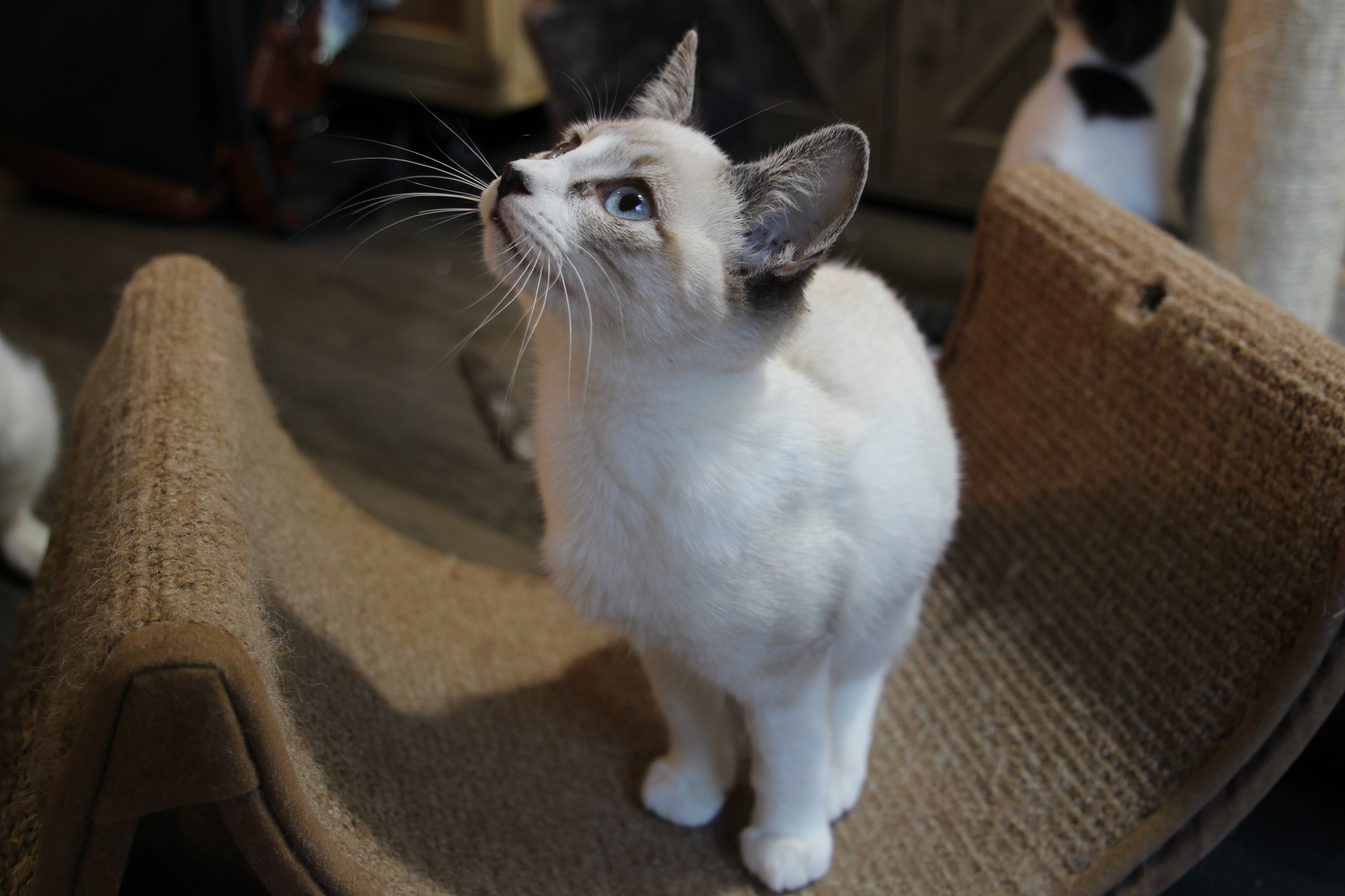 Enlarge Casper, a Adopted mixed breed in Houston, TX image 3/6