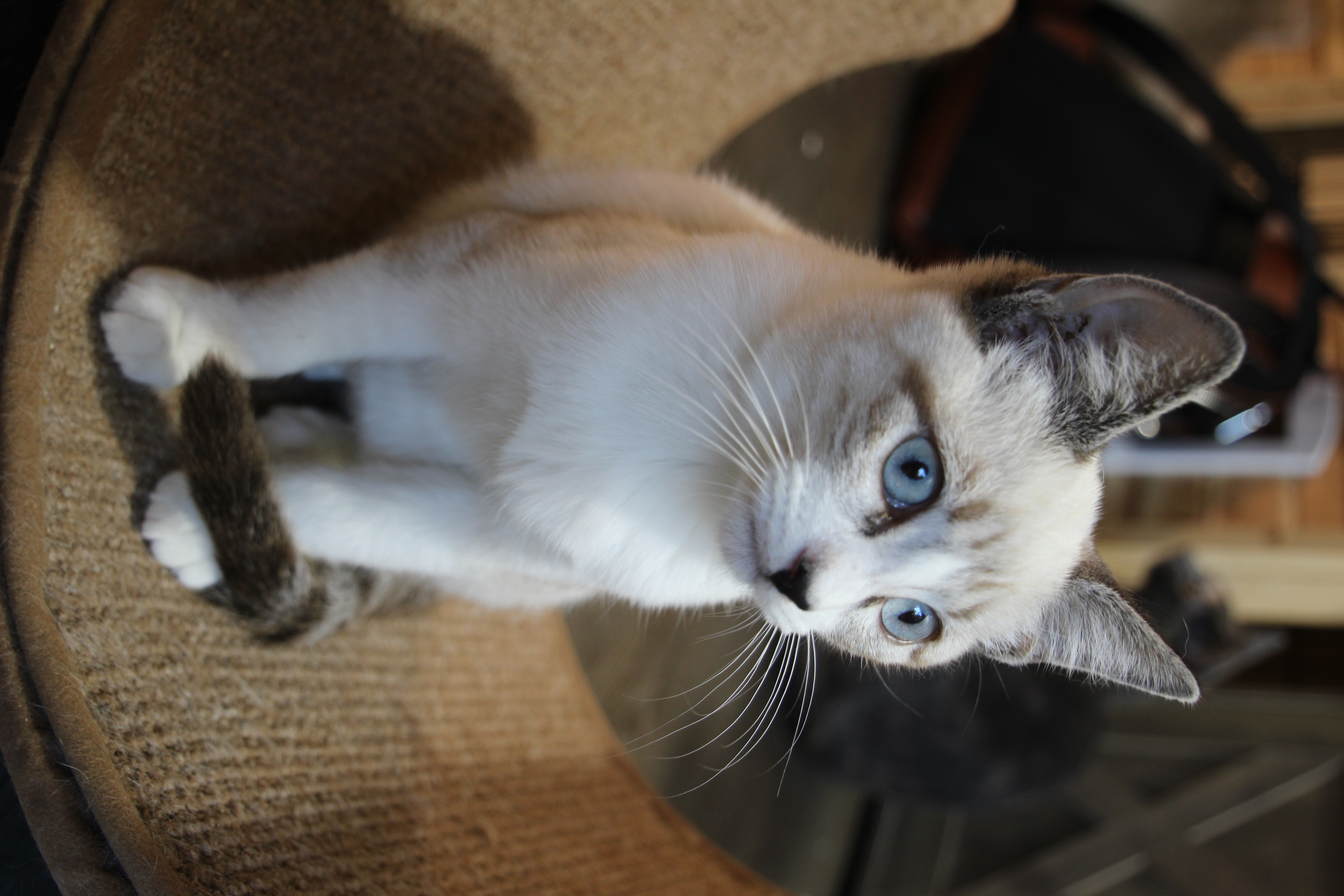 Enlarge Casper, a Adopted mixed breed in Houston, TX image 5/6