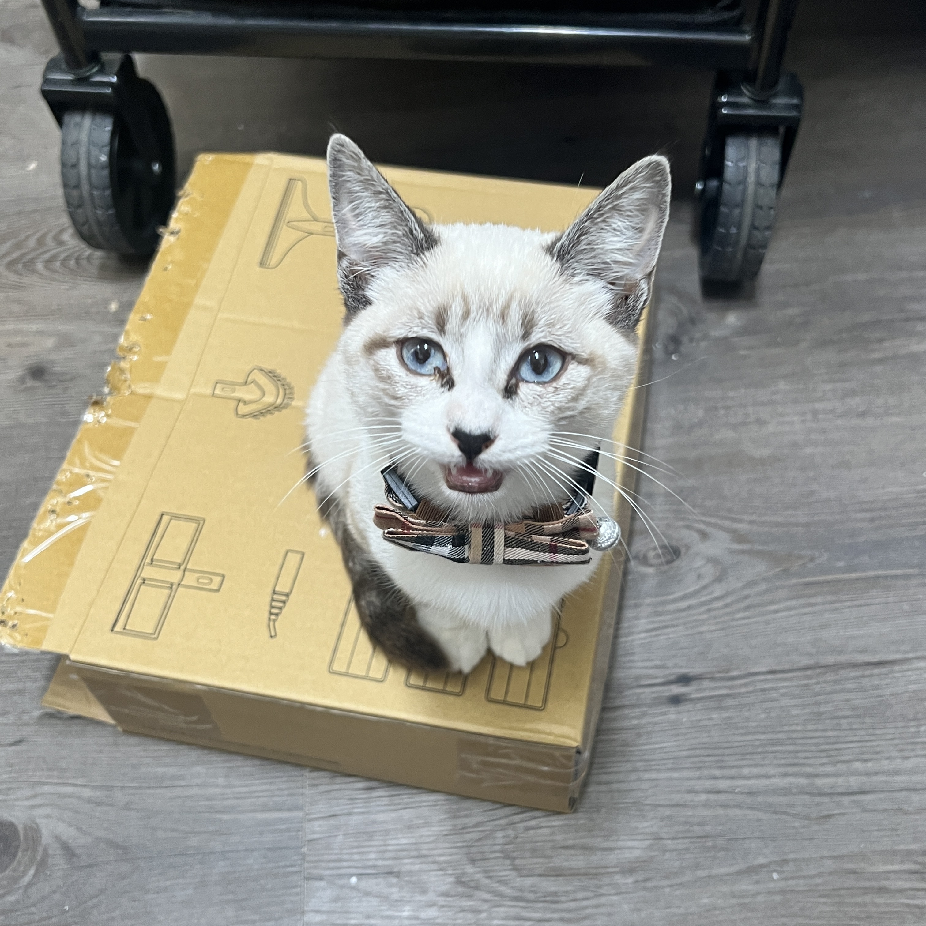 Casper, Adopted, Kitten Male Siamese & Snowshoe.