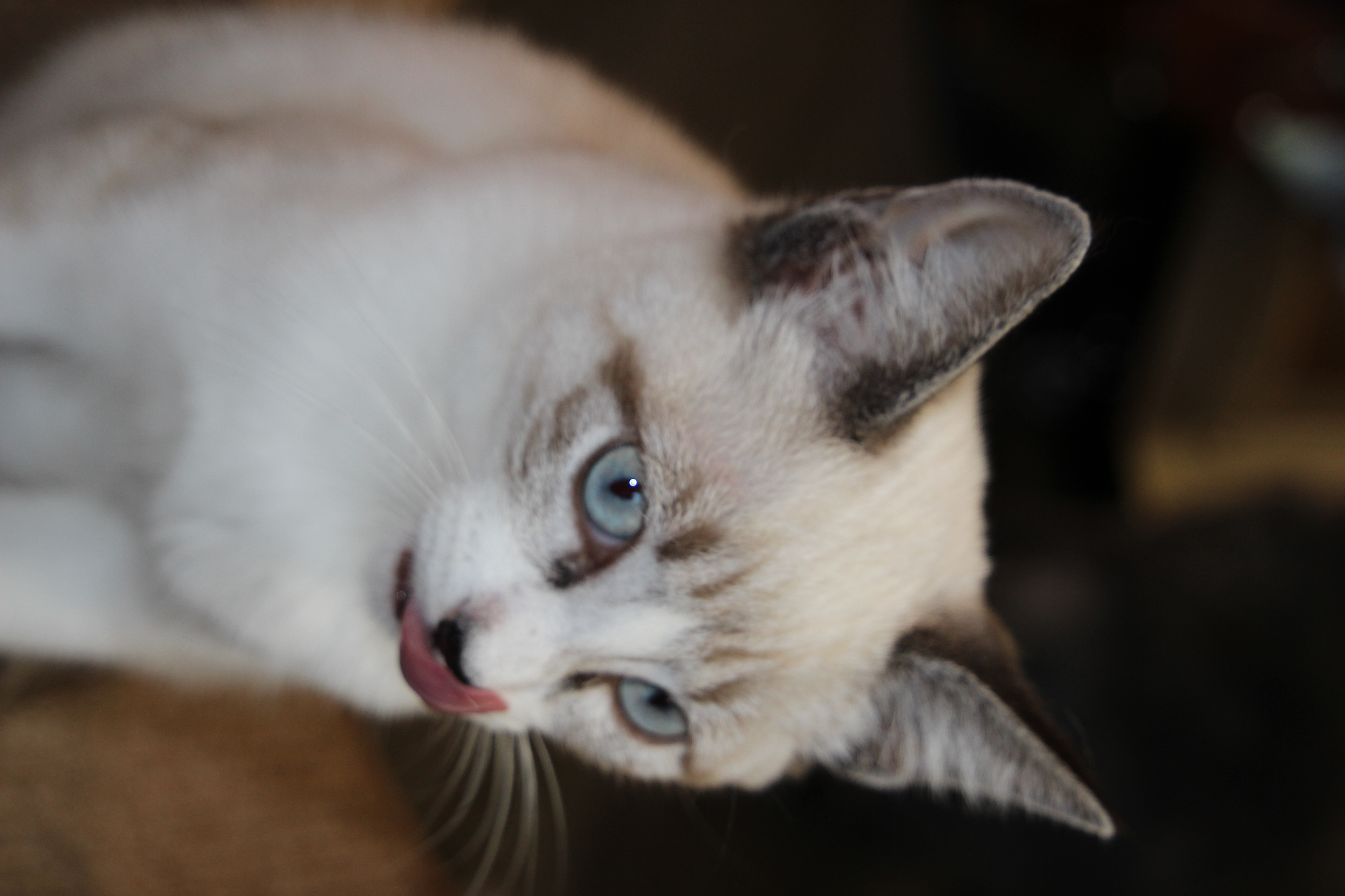 Enlarge Casper, a Adopted mixed breed in Houston, TX image 4/6