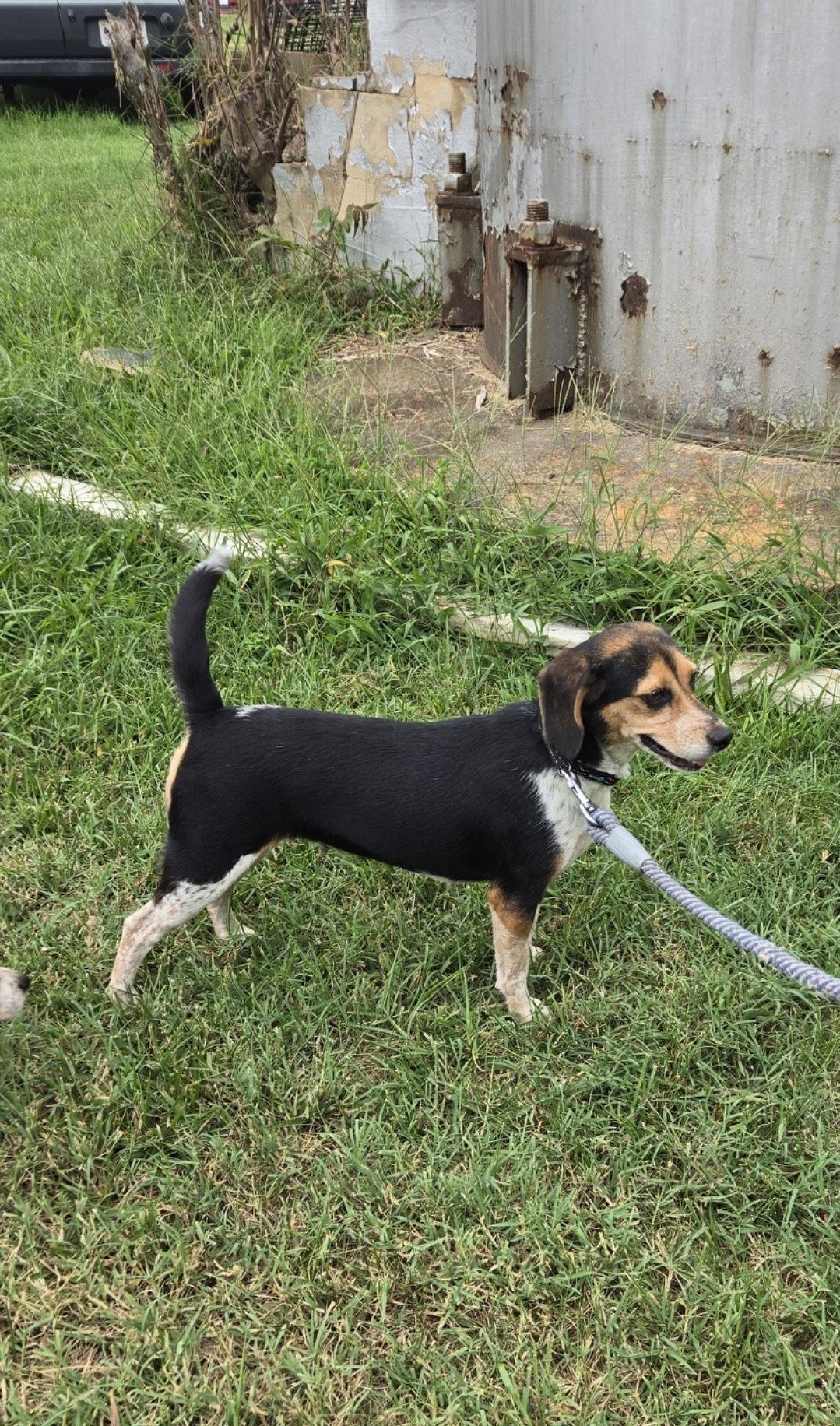 Pip: Not at shelter (Kendra), Adopted, Adult Female Beagle.