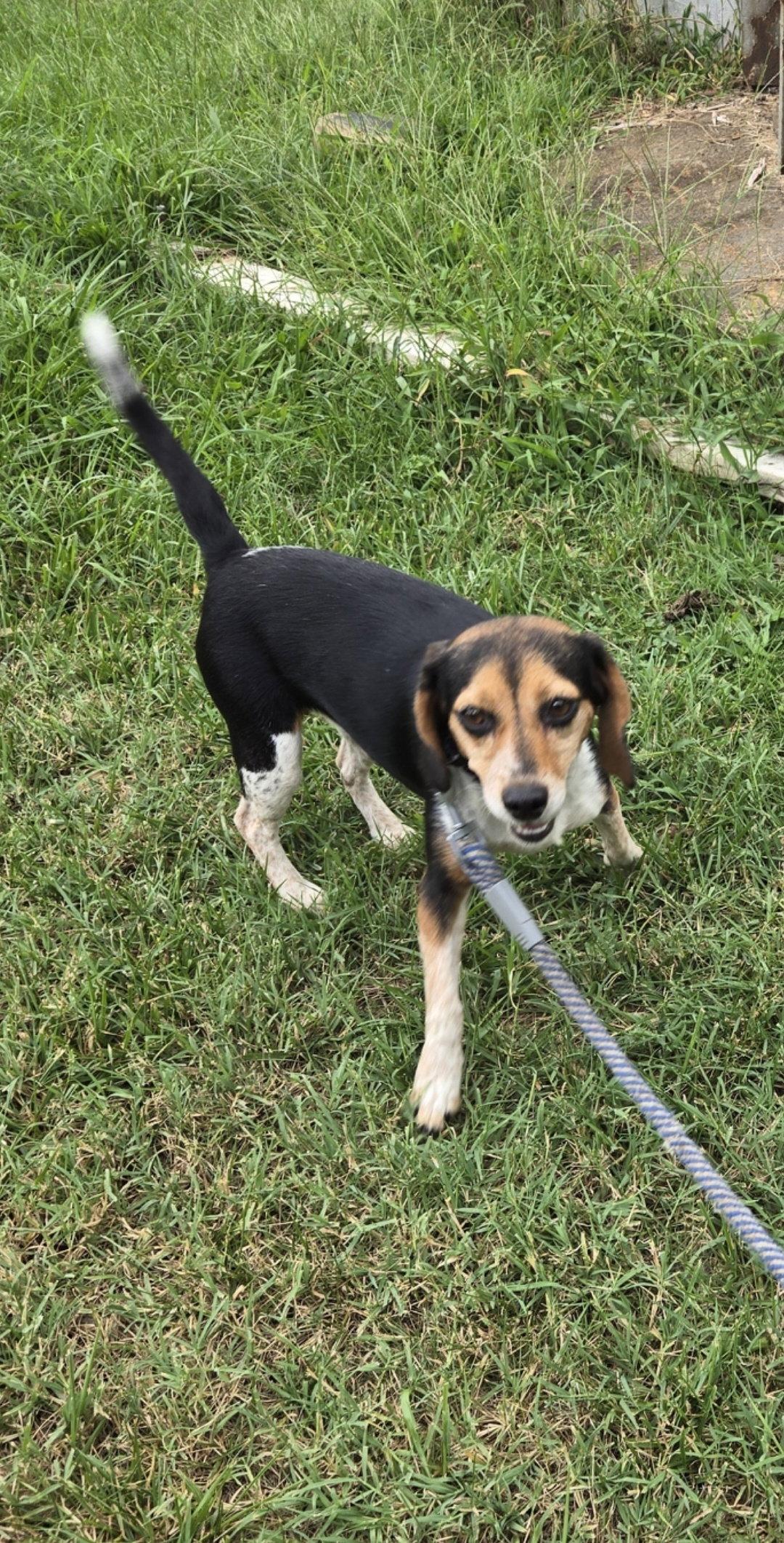 Enlarge Pip: Not at shelter (Kendra), a Adopted Beagle in Rustburg, VA image 2/3