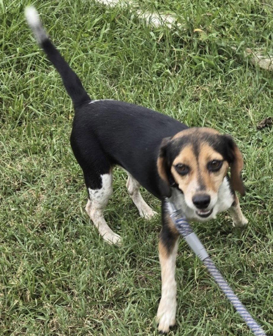 Enlarge Pip: Not at shelter (Kendra), a Adopted Beagle in Rustburg, VA image 3/3