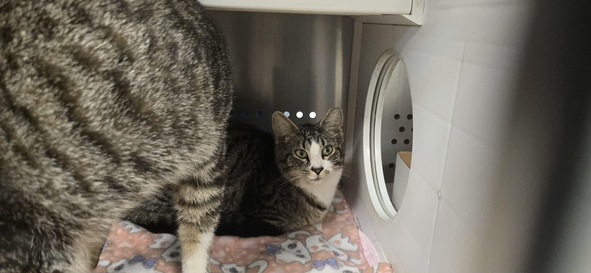 Biff, adopted, Young Male Domestic Short Hair.
