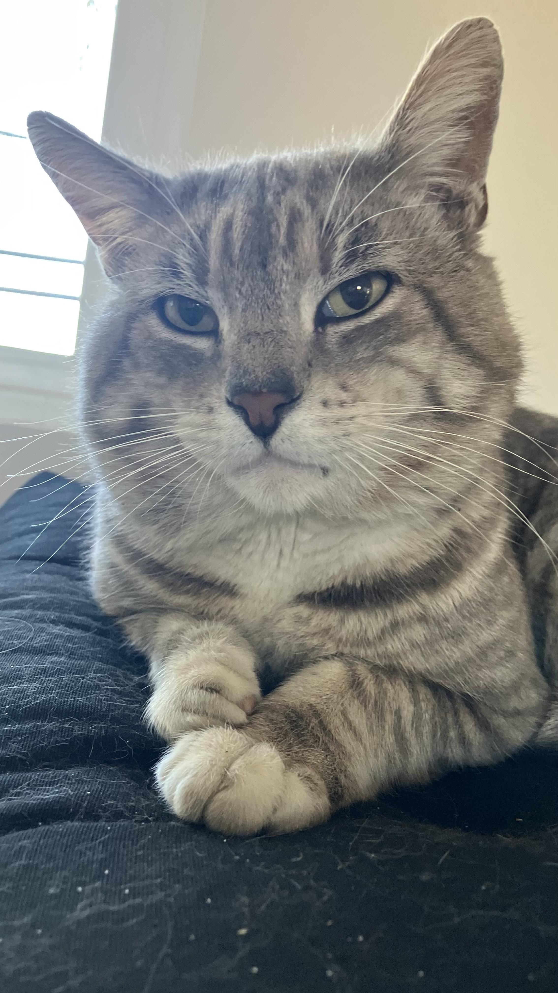 Toby, adopted, Young Male Tabby.