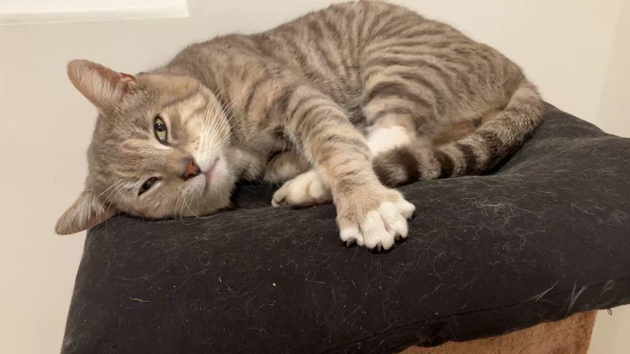 Enlarge Toby, an adopted Tabby in Sherman Oaks, CA video 2/2