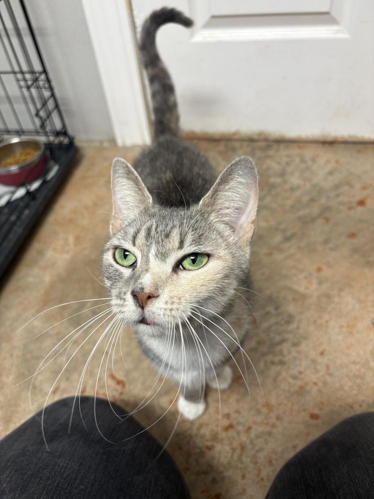 Spice, Adoptable, Adult Female Domestic Short Hair.