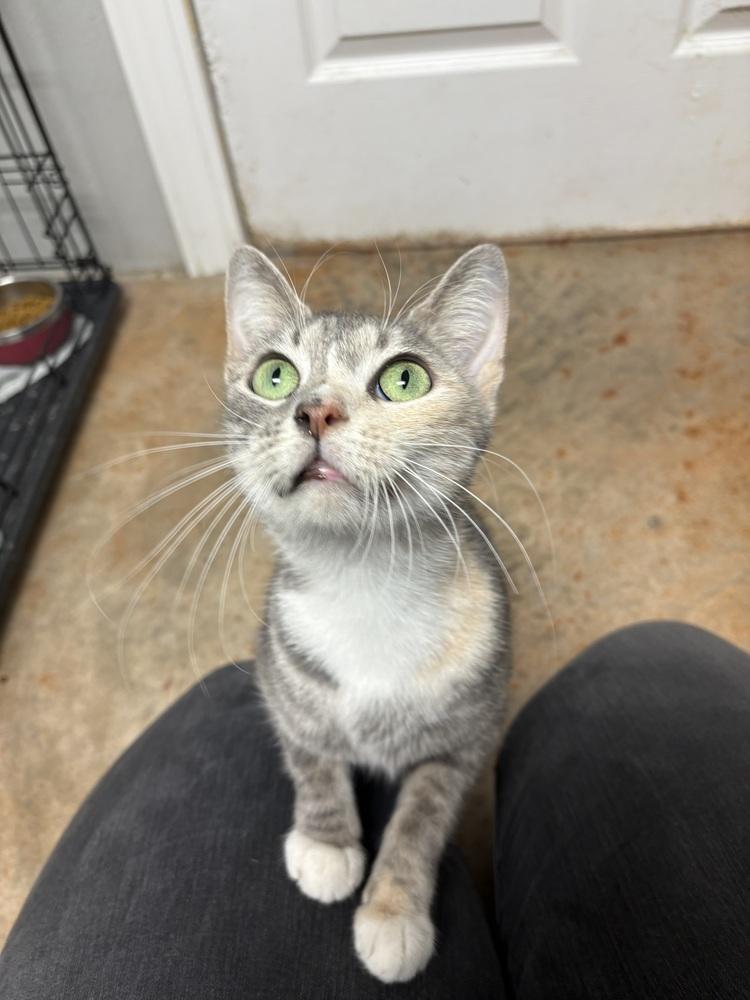 Spice, a Adoptable Domestic Short Hair in Bolivar, MO image 2/2