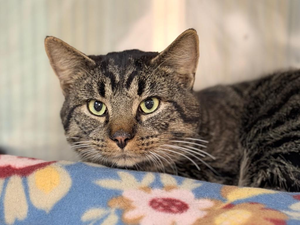 Buttercup, Adoptable, Adult Male Domestic Short Hair.